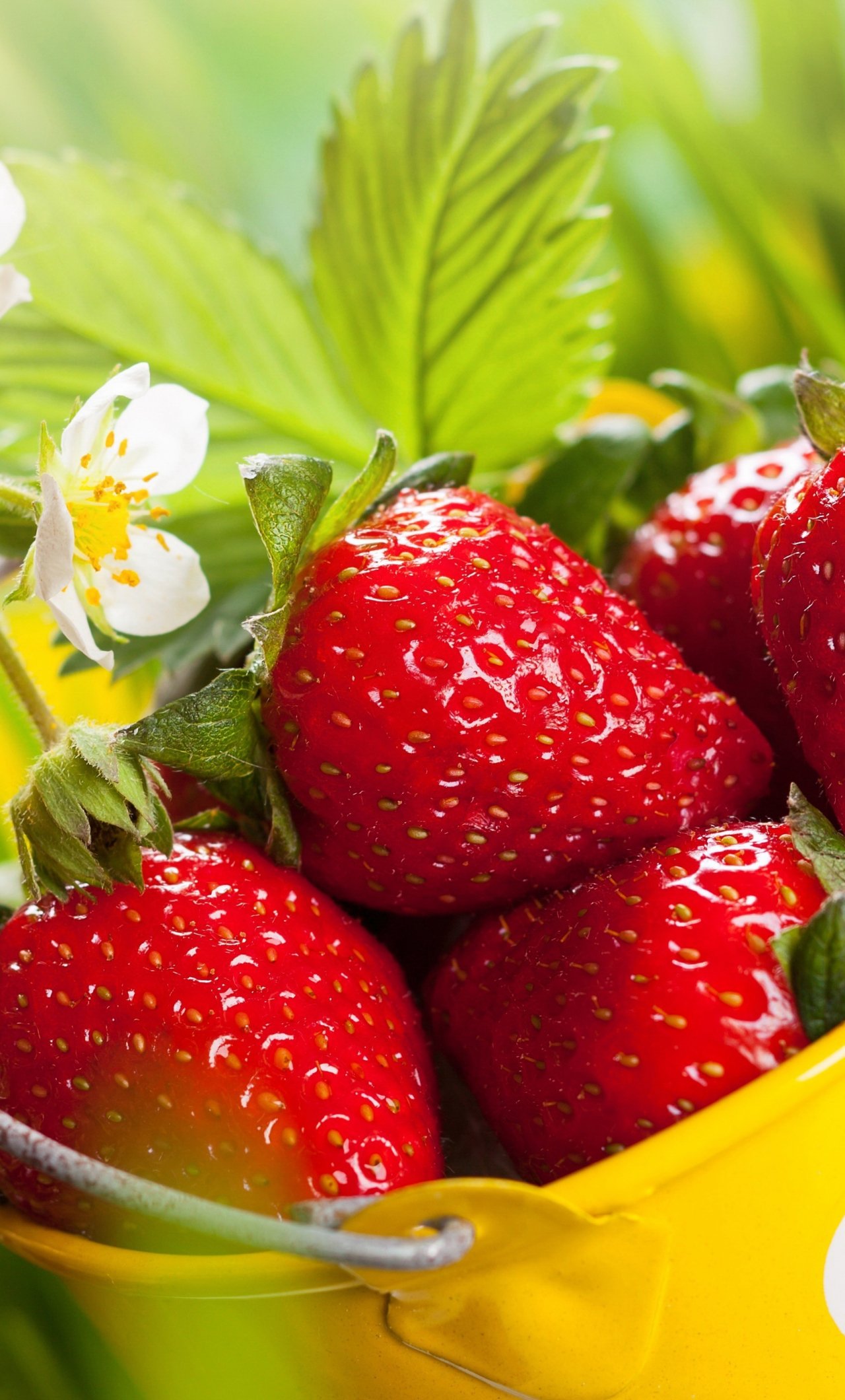 Download wallpaper 1280x2120 strawberries, basket, fresh fruits, iphone 6 plus, 1280x2120 HD background, 5260