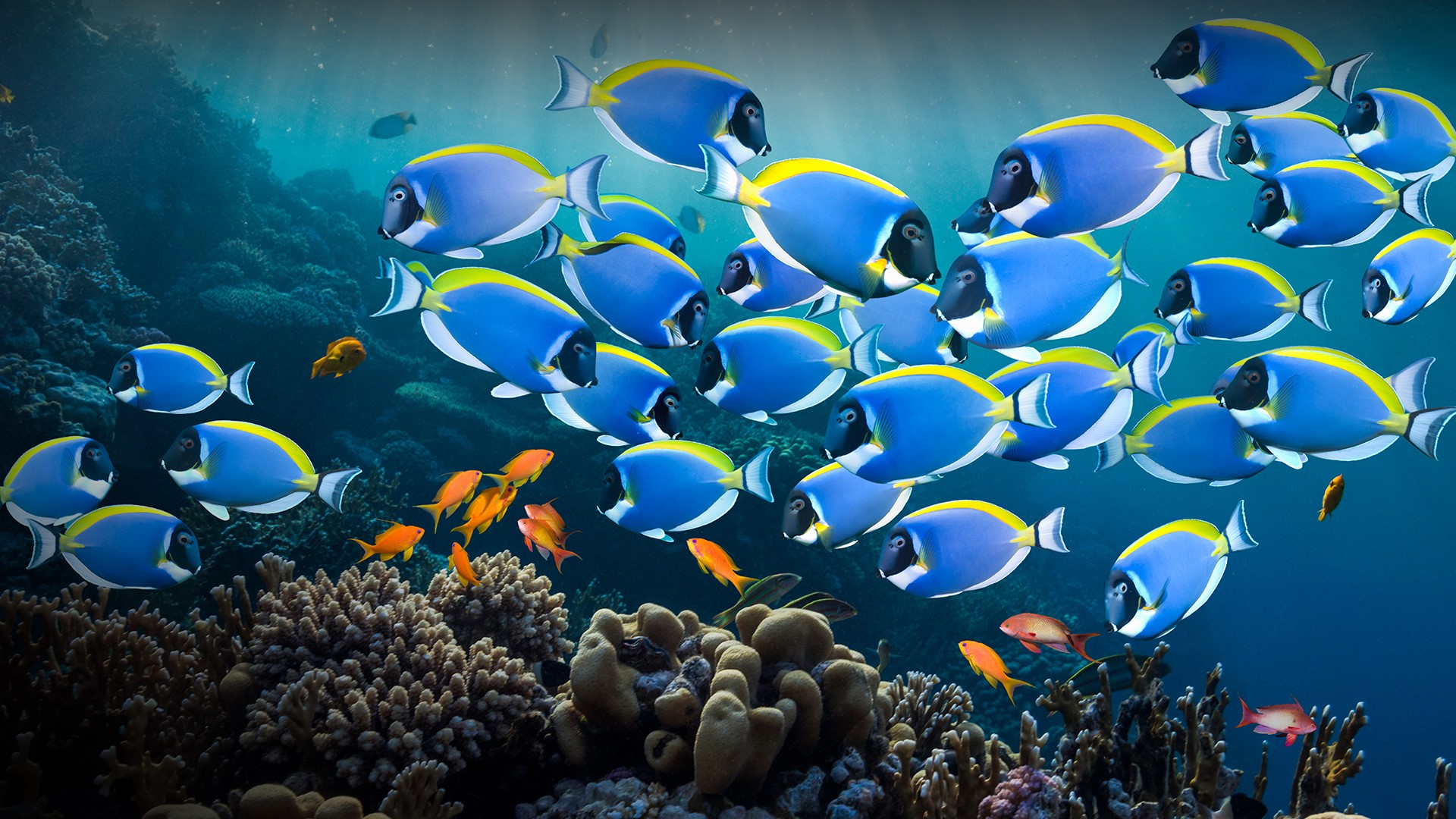 Powder Blue Tang Or Powder Blue Surgeonfish (Acanthurus Leucosternon), Red Sea, Egypt. Windows 10 Spotlight Image