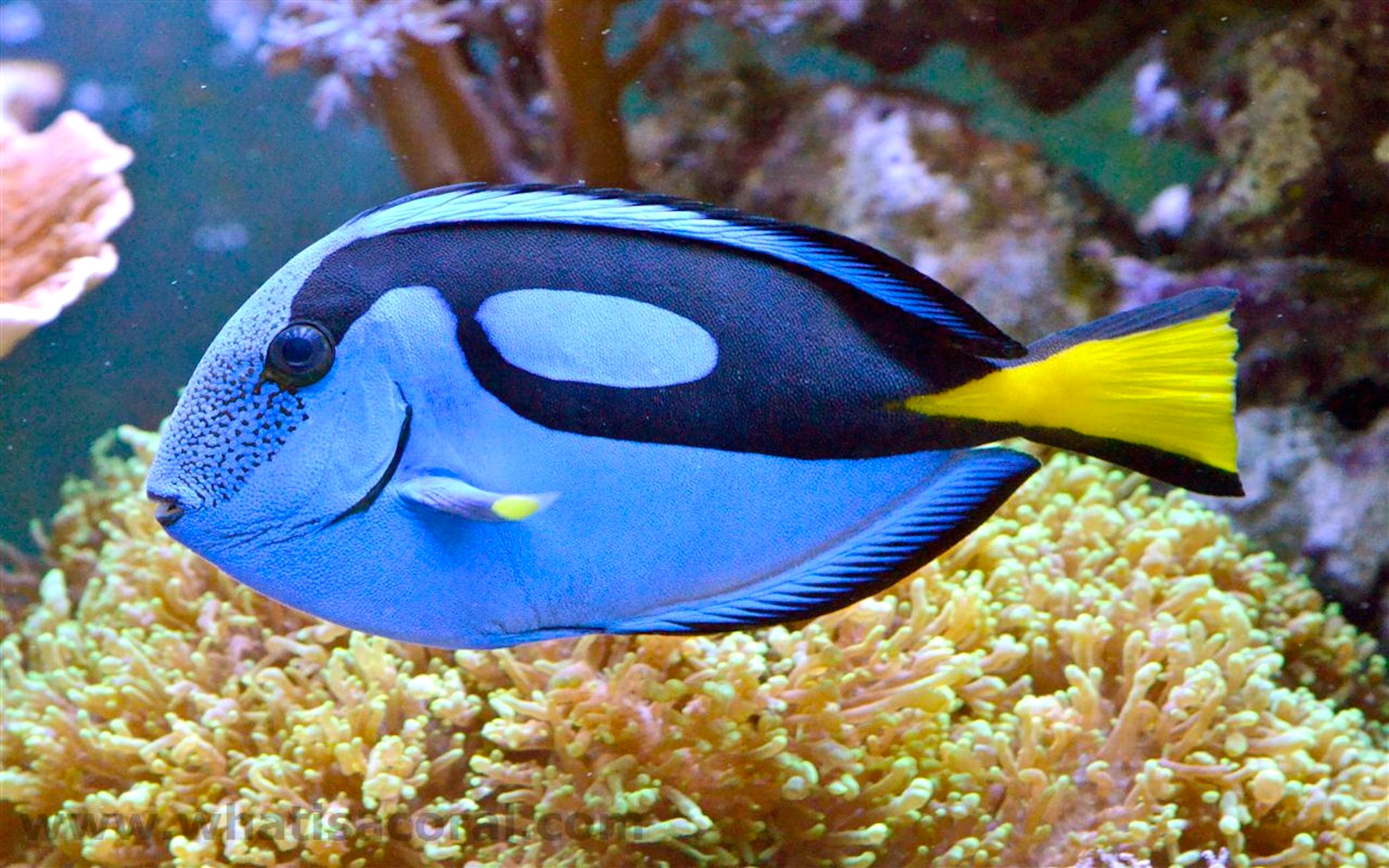 Powder Blue Tang Wallpaper AKA Surgeonfish