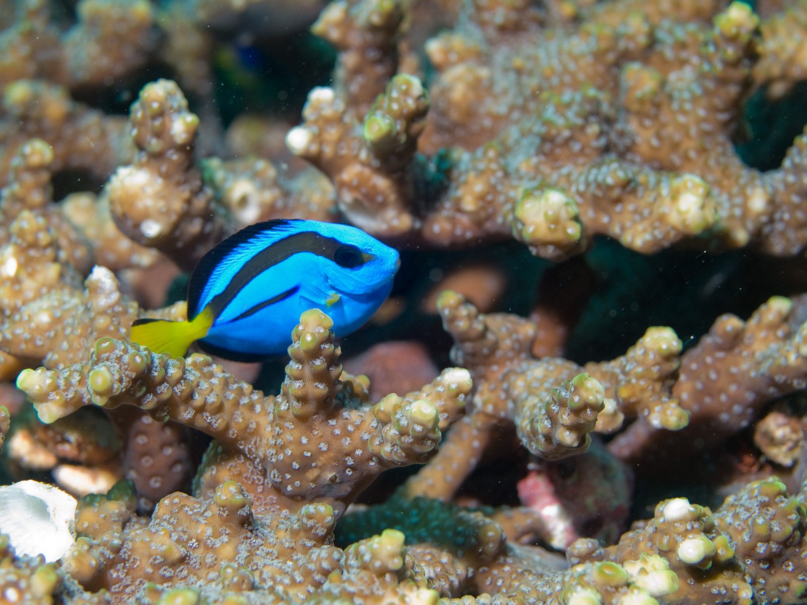 blue tang Free Photo Download