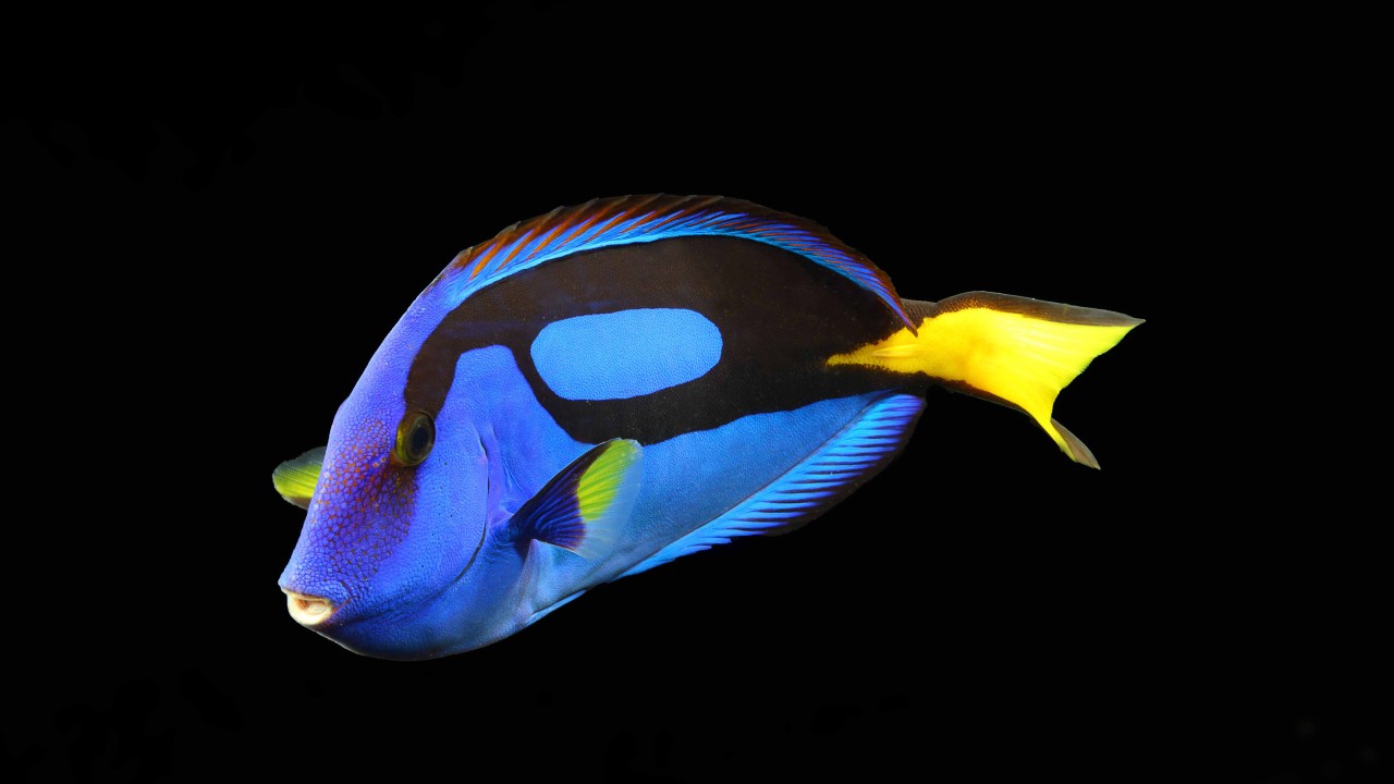 Wallpaper Surgeonfish, water, aquarium, reef animals, blue, yellow, fish, black background, Travel