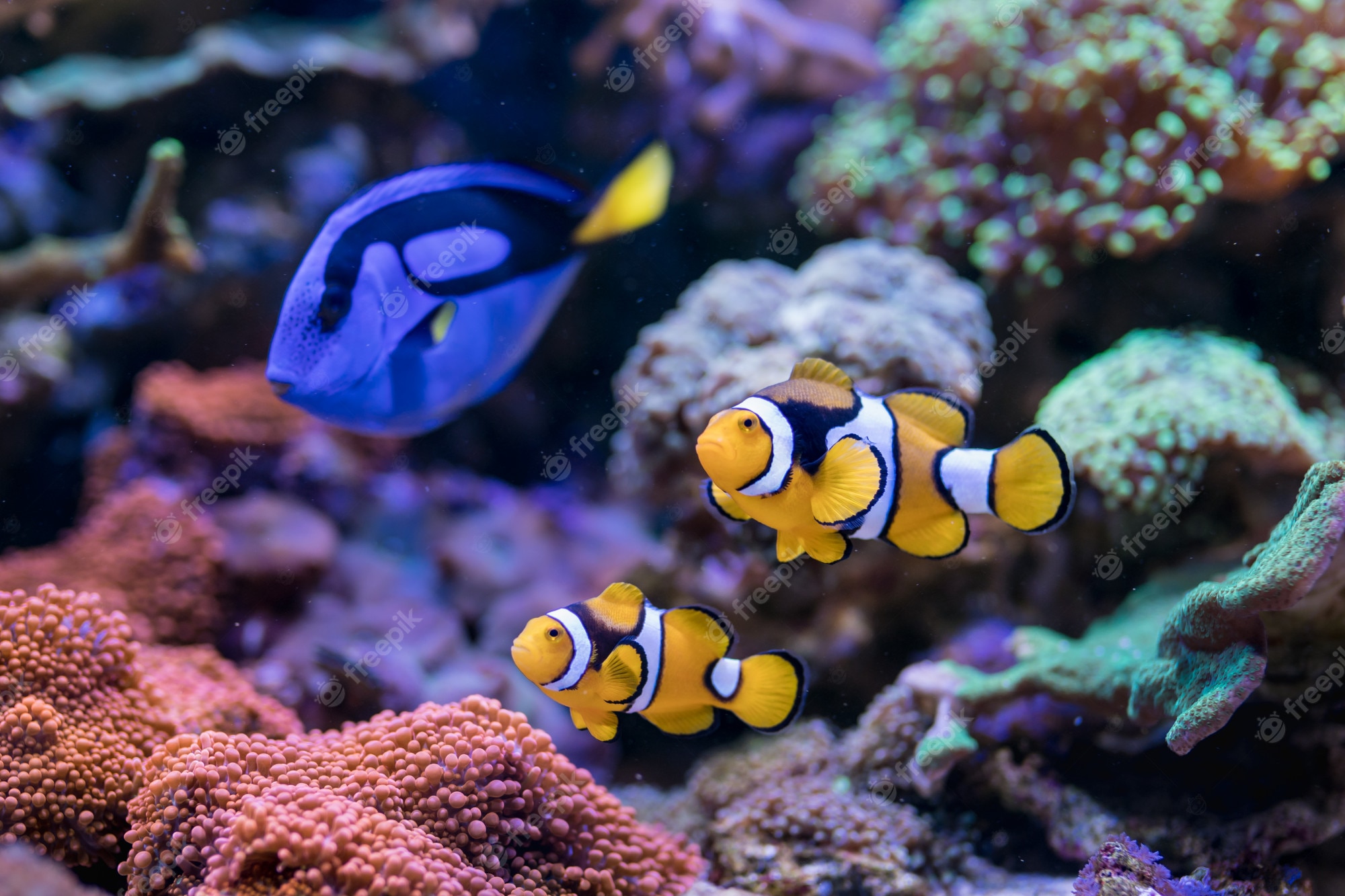 Premium Photo. Paracanthurus hepatus, blue tang, amphiprion percula, red sea fish, in home coral reef aquarium