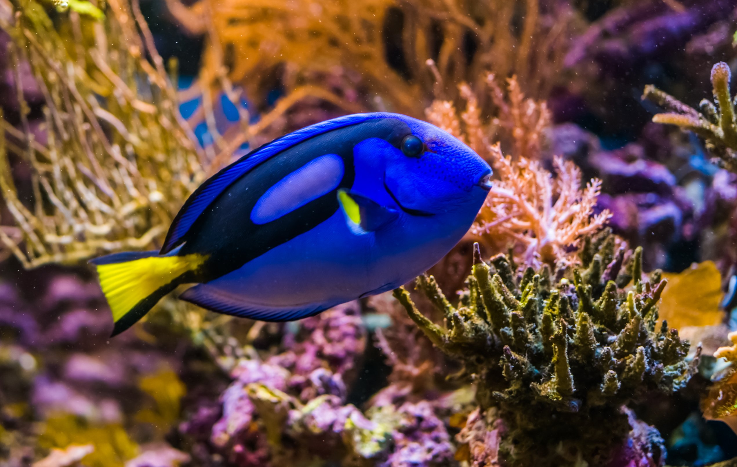 Blue Tang: Facts, Diet & Habitat Information