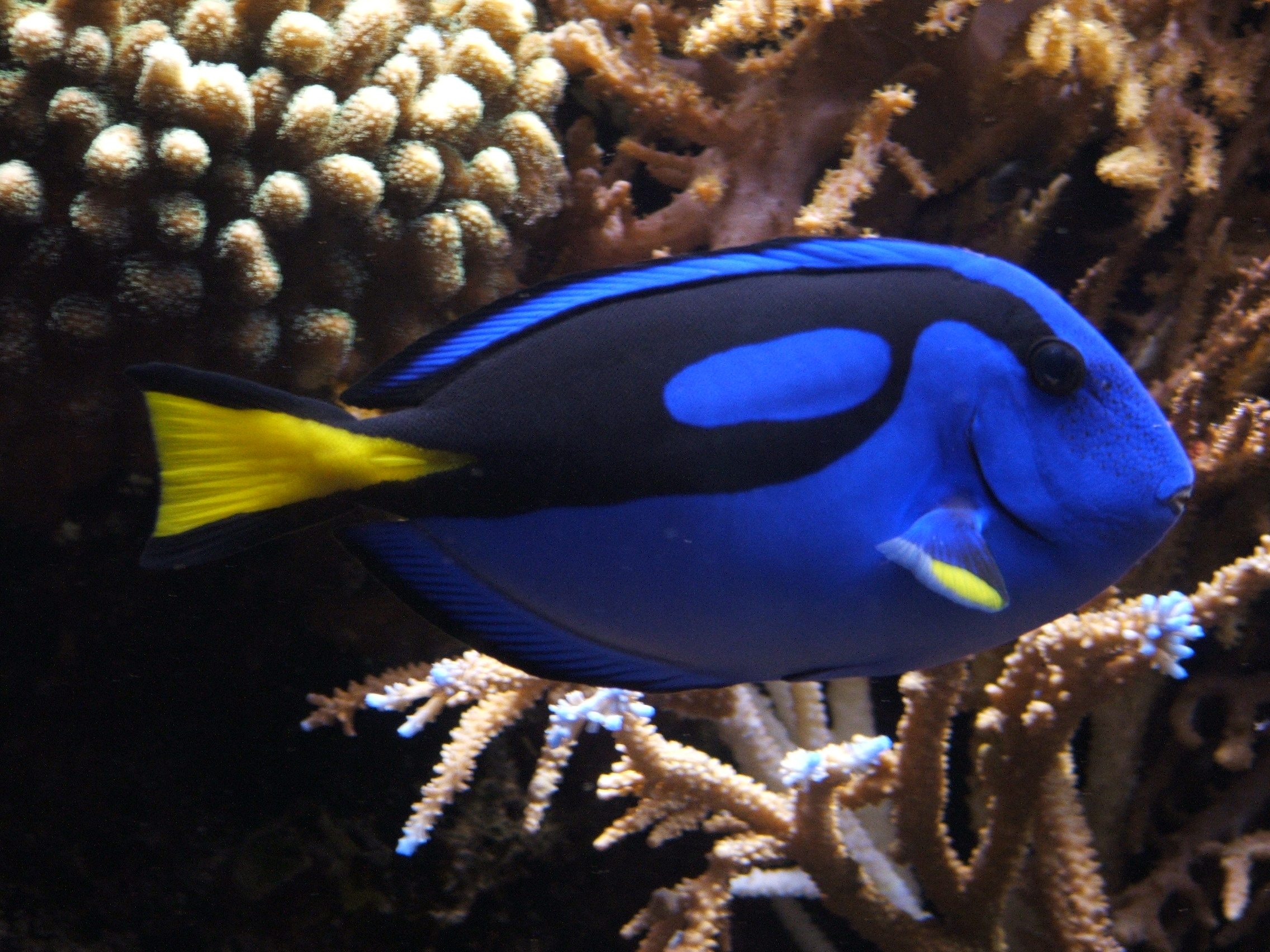 Blue tang (Paracanthurus hepatus)