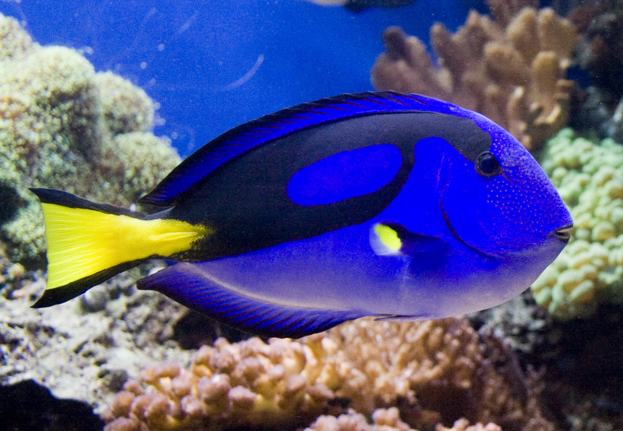 regal, Tang, Ocean, Sea, Underwater, Tropical, 13 Wallpaper HD / Desktop and Mobile Background