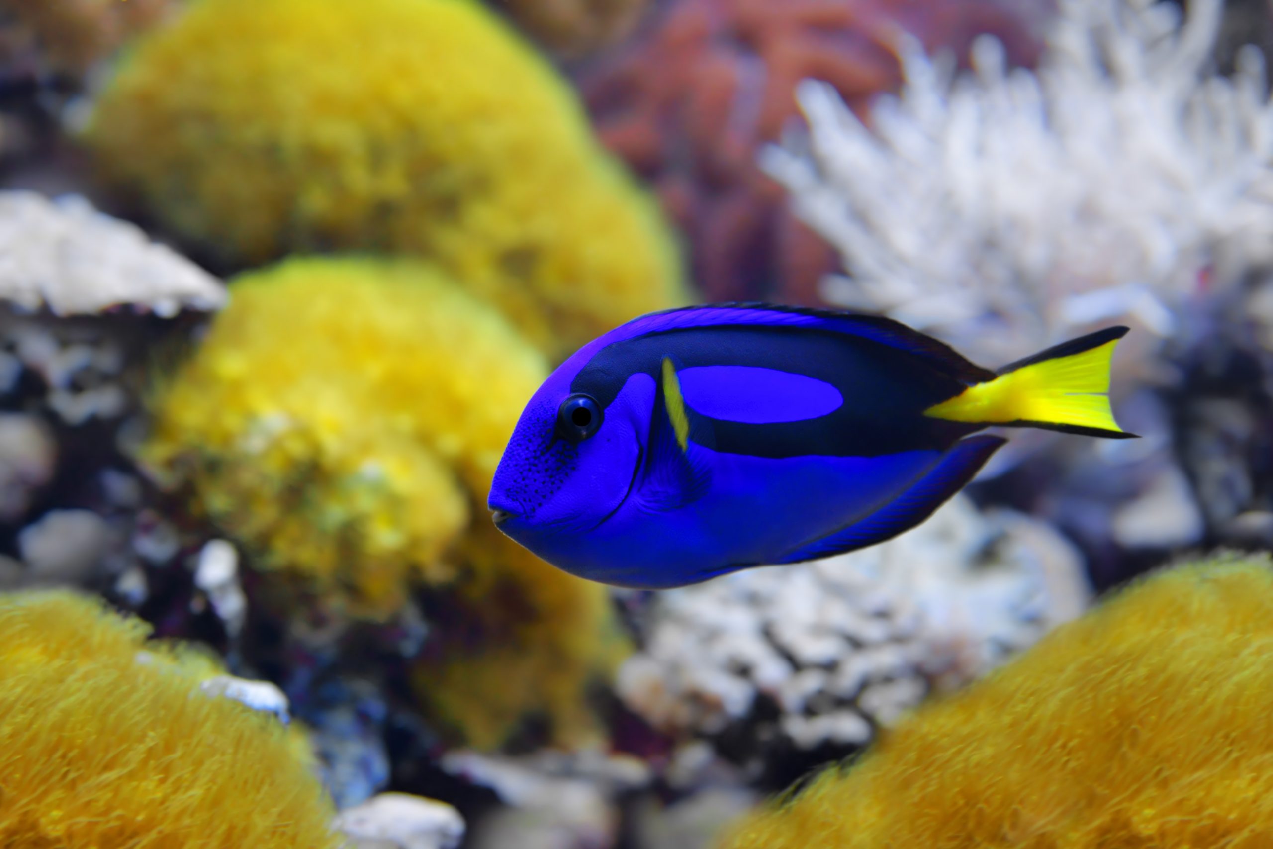 Blue Tang: Facts, Diet & Habitat Information