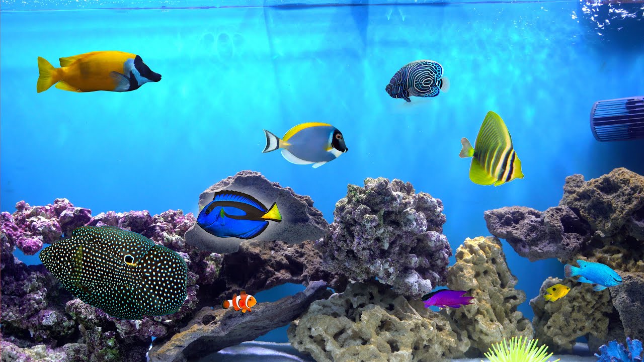 My 135 Gallon Aquarium in 4K Angelfish, Marine Betta, Powder Blue Tang