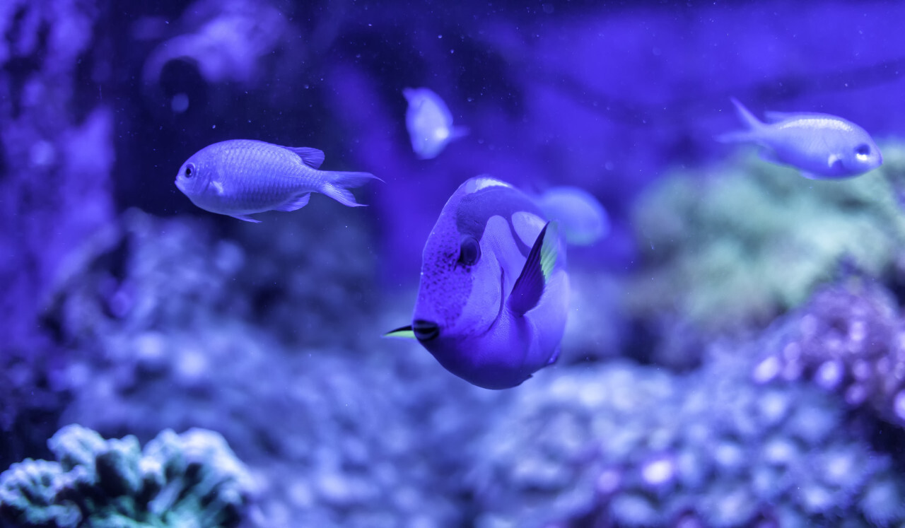 Power Blue Surgeonfish or Blue Tang. Free