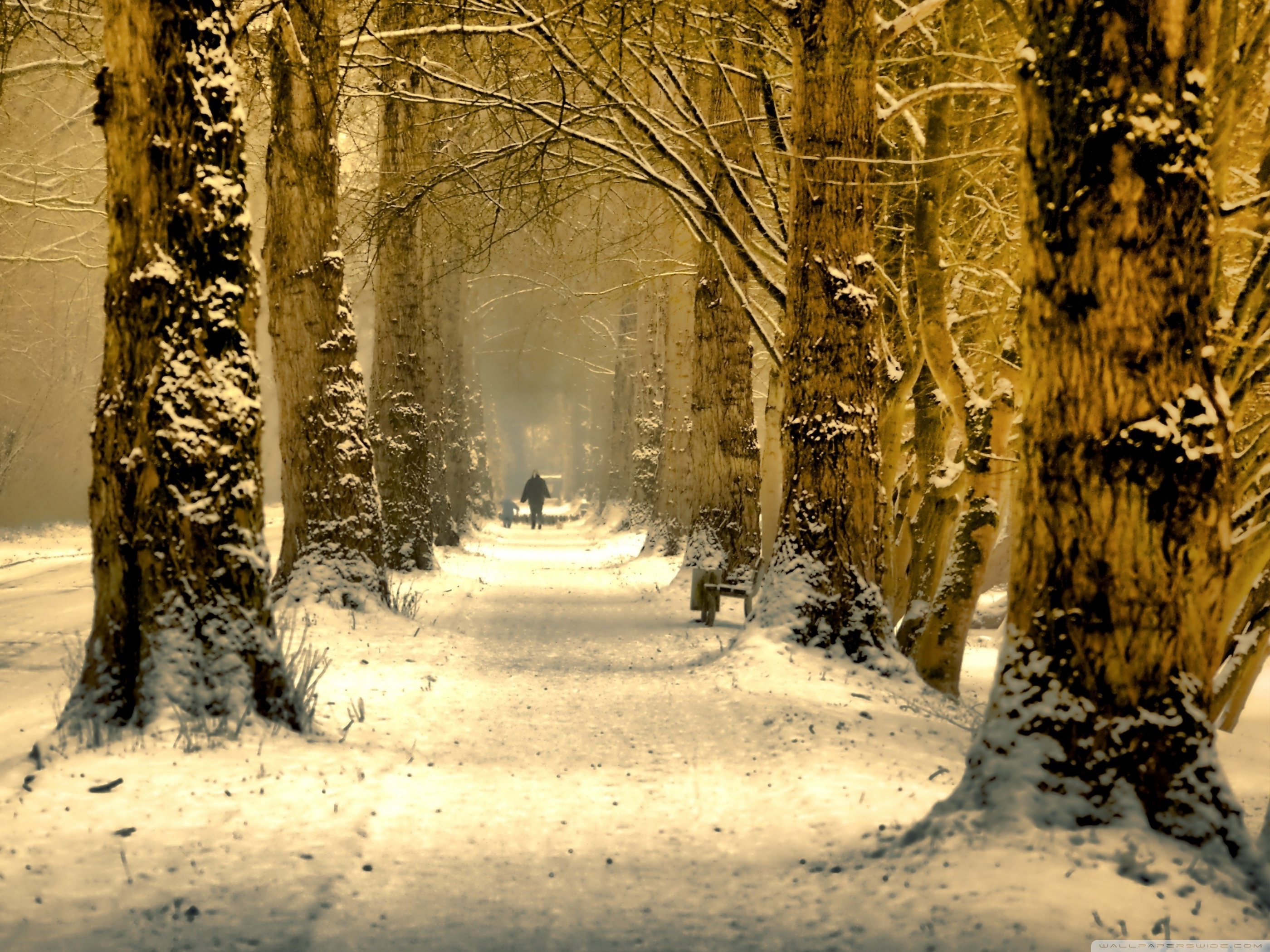 Beautiful Tree Alley, Winter Ultra HD Desktop Background Wallpaper for: Multi Display, Dual Monitor, Tablet