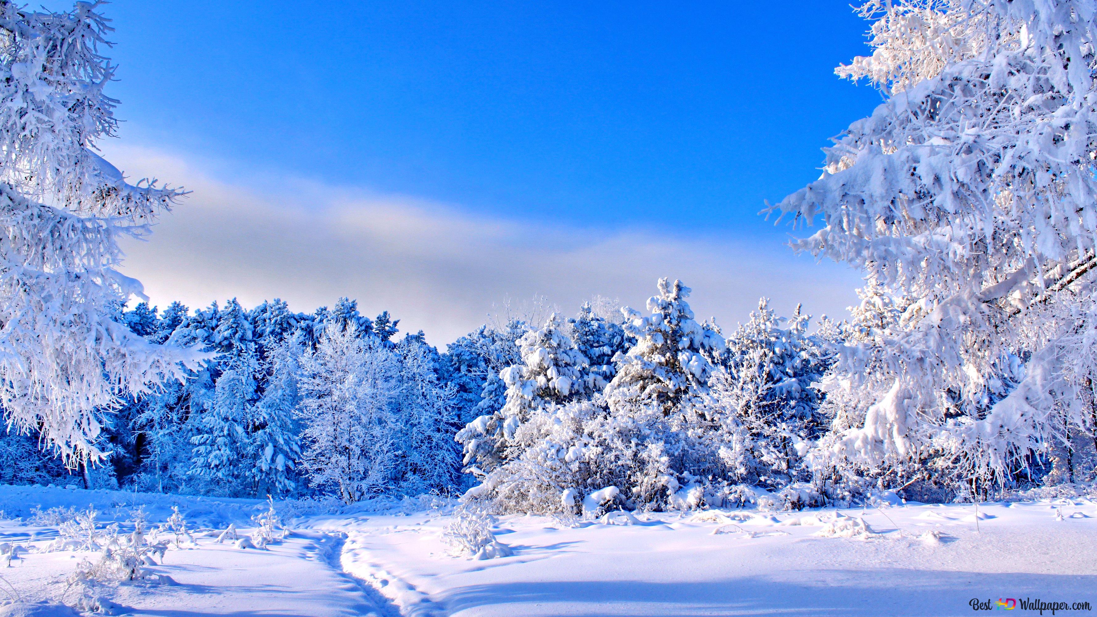 Snow Covered Trees 4K Wallpaper Download