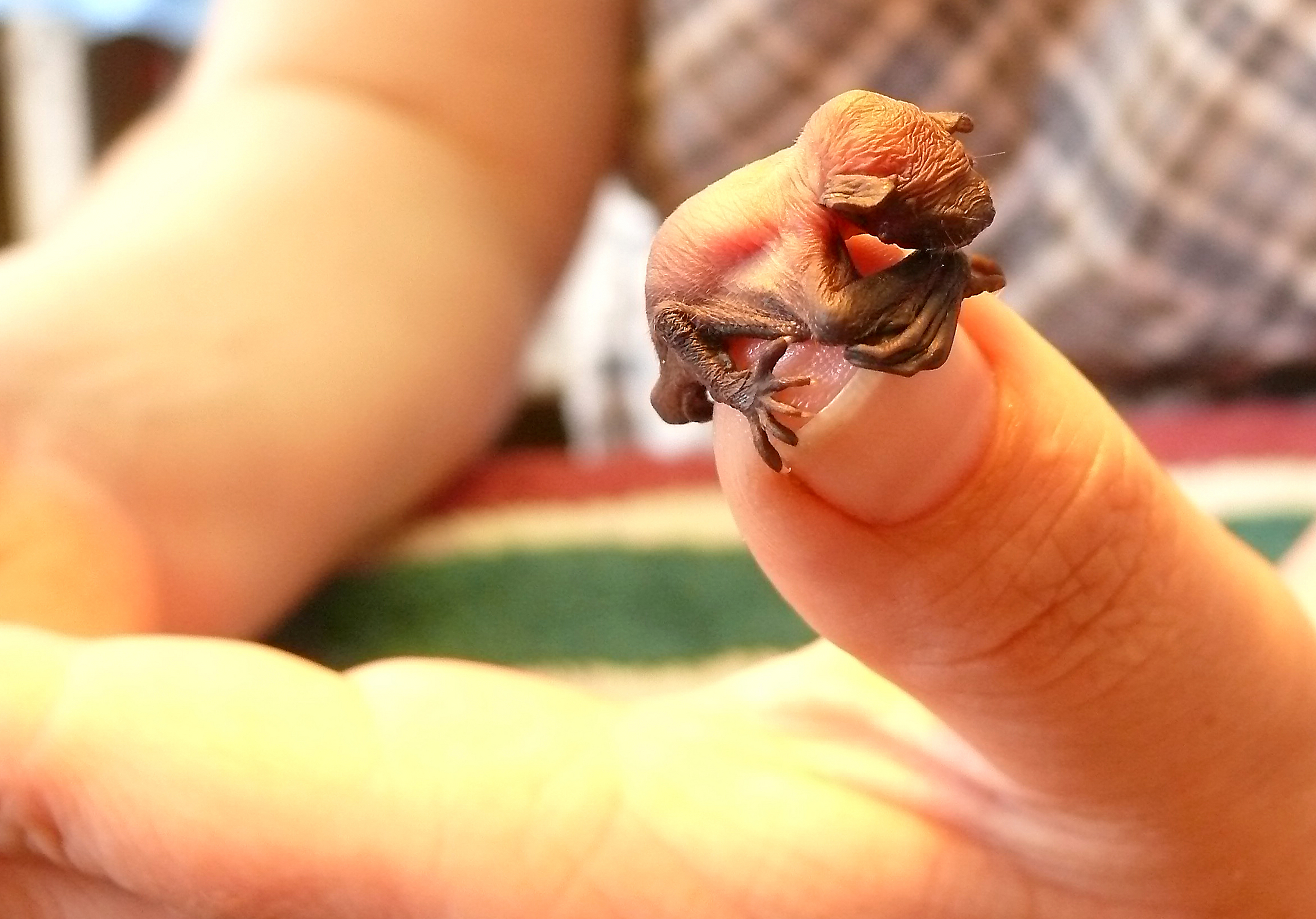 Teeny tiny baby bat!! Photo