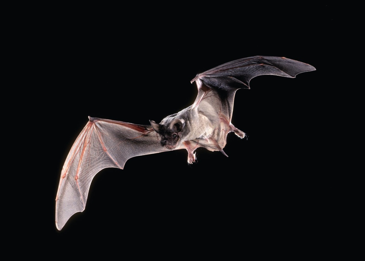 Bats Aren't Scary. We Are. Heart Pisgah