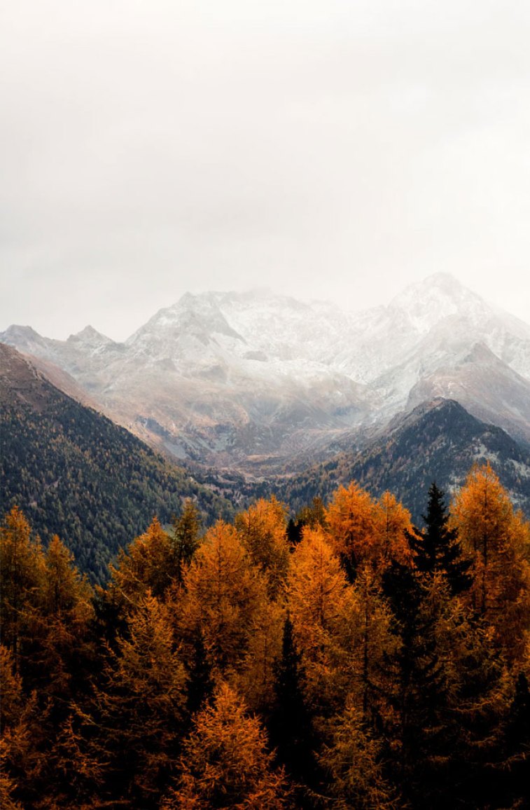 Beautiful rust colour autumn tree against Grey mountains Wallpaper