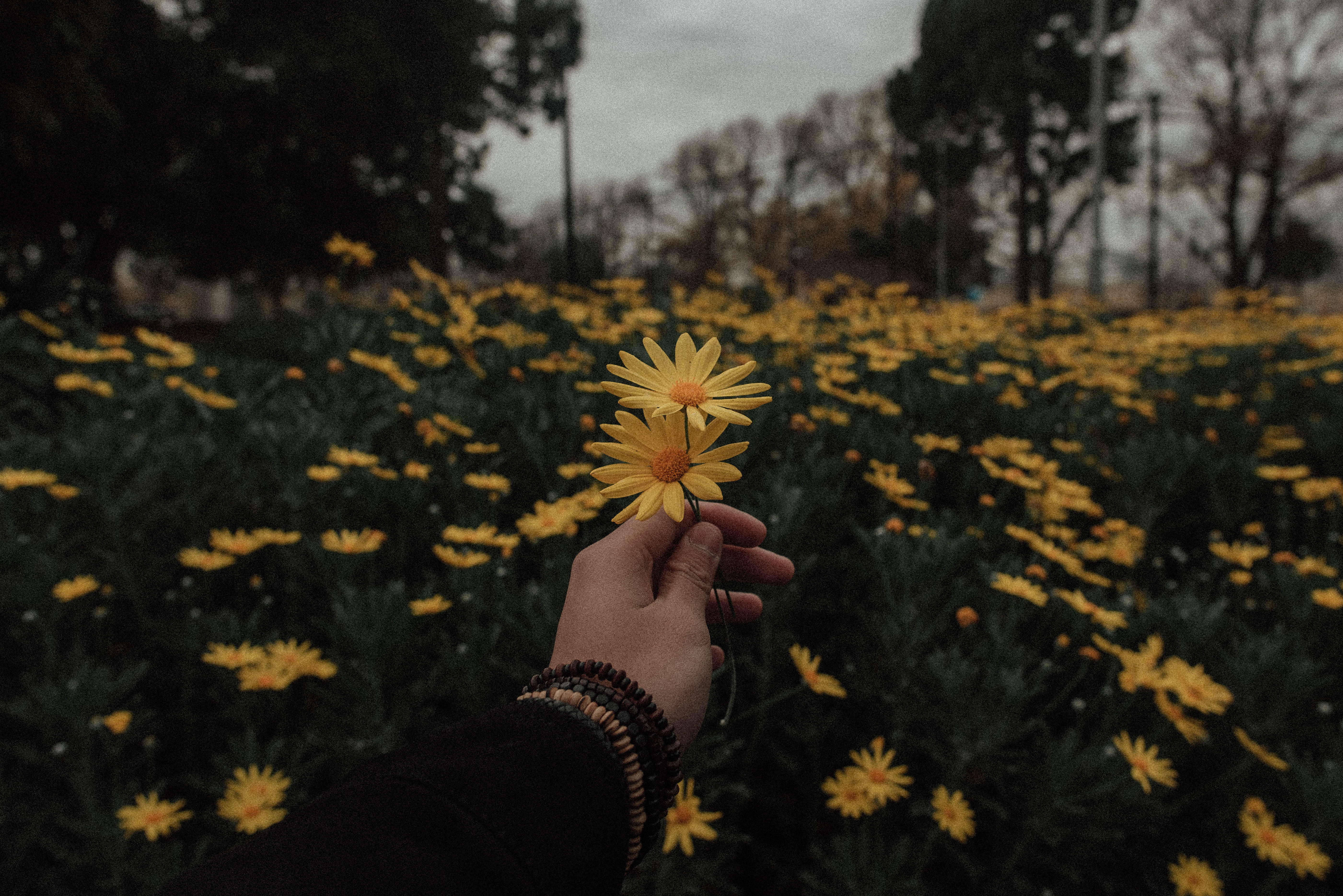 5603x3740 vintage, aesthetic, holding out flower, lve, flower, flowers, Free picture, retro, yellow, tumblr, grunge, love, hand, field, yellow flower Gallery HD Wallpaper