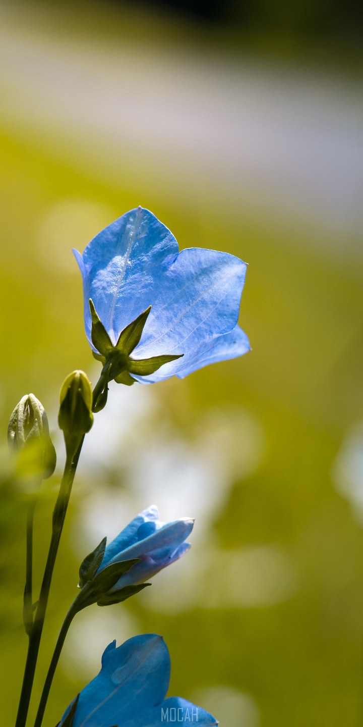 Huawei Y5 Prime 1080P, 2k, 4k HD wallpaper, background free download