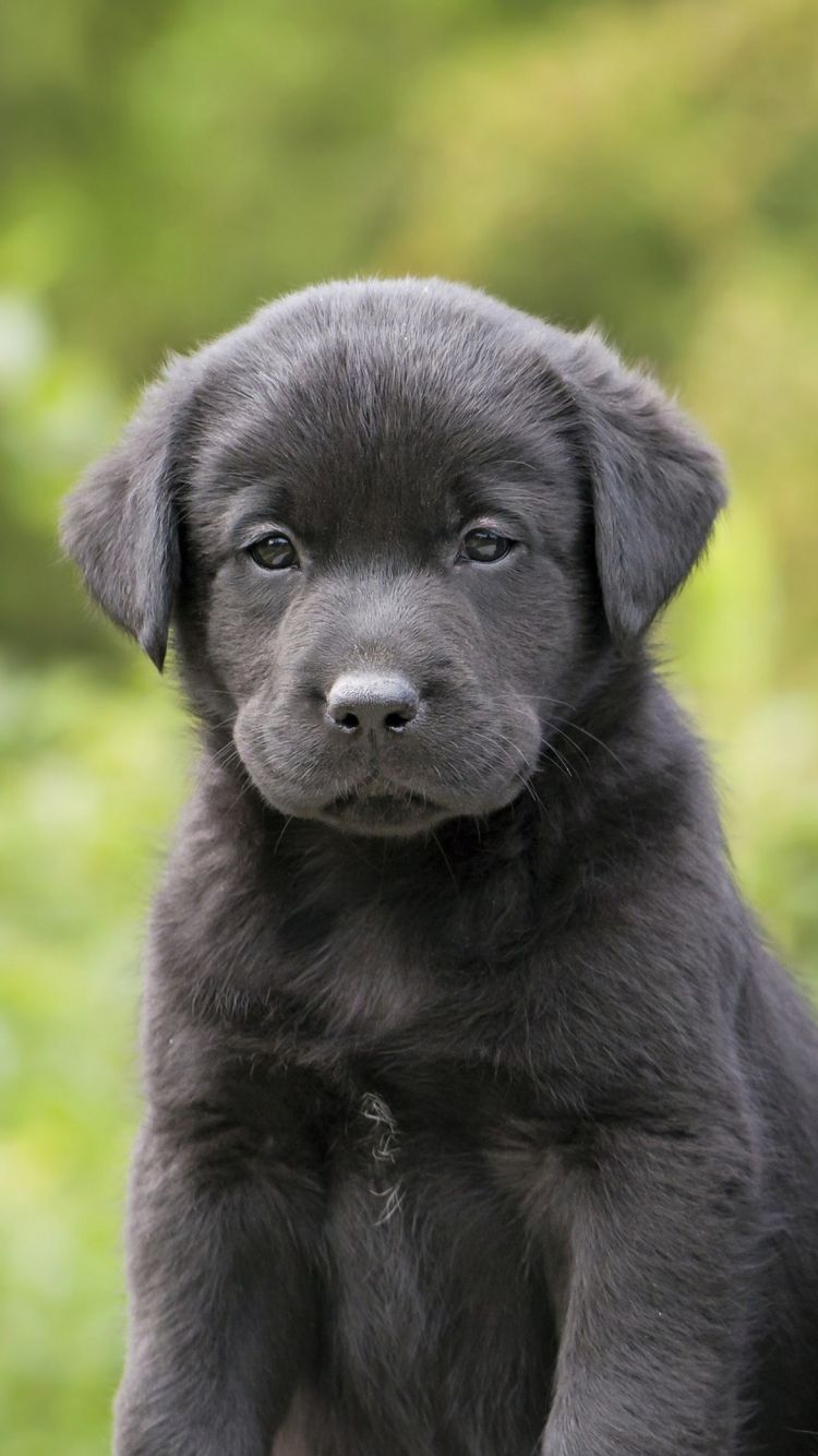Cute Black Lab Puppies Wallpaper
