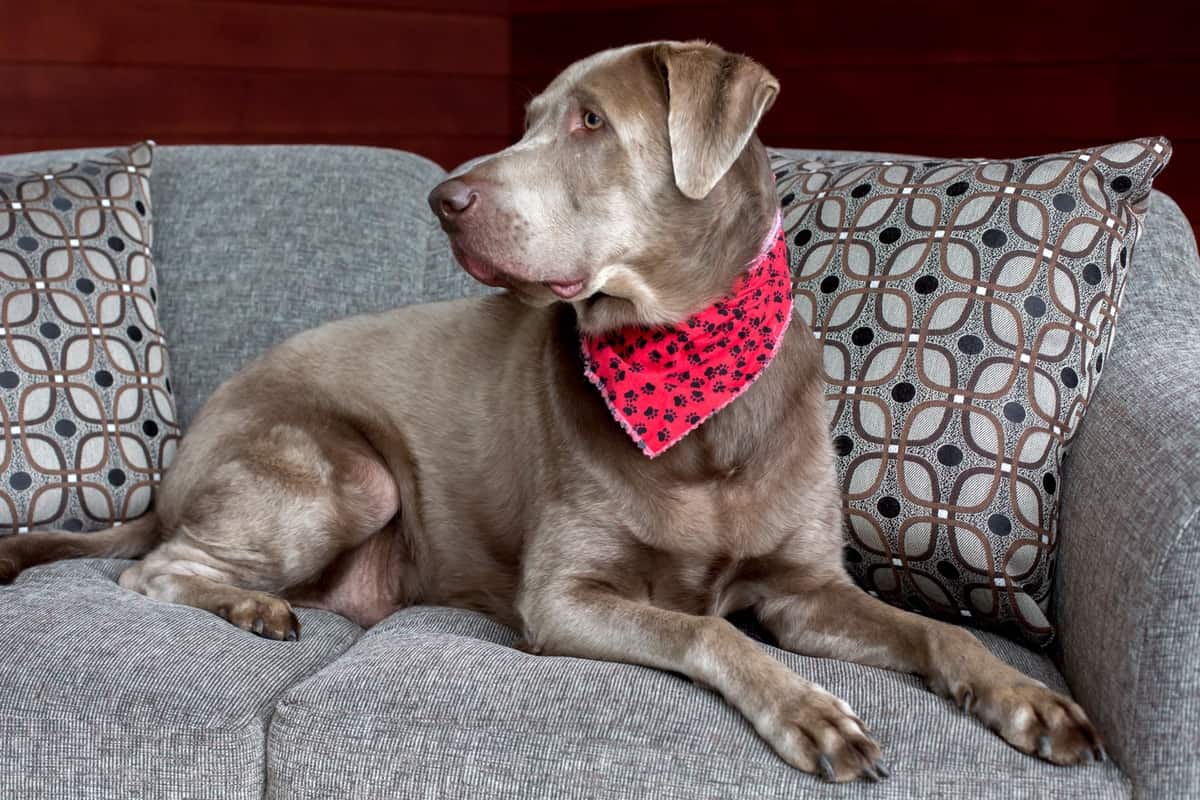 Silver Lab: Facts, Controversy, Puppy Prices, Picture & FAQs