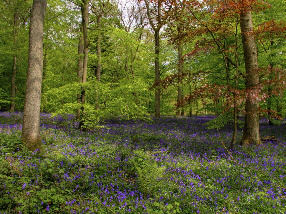 Springtime Scenes. Spring Scenes. Spring forest, Forest wallpaper, Picture tree