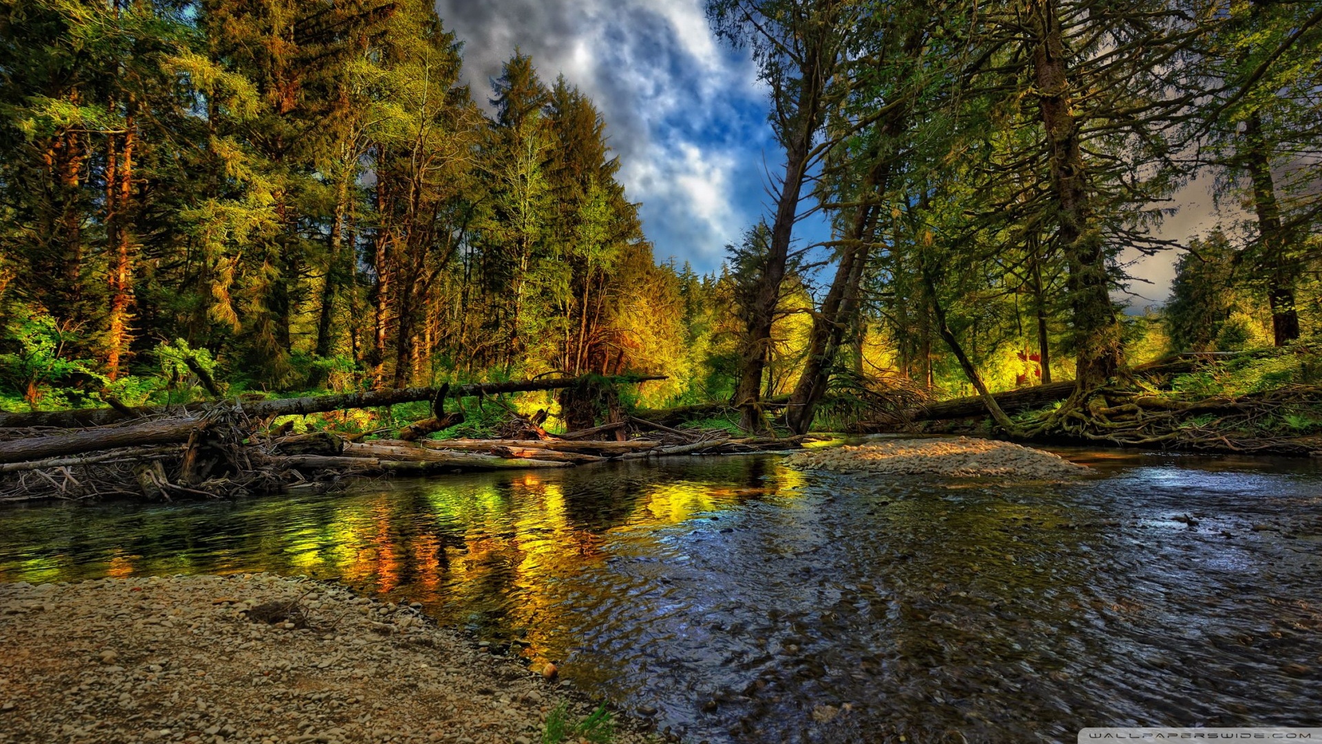 Springtime Forest Ultra HD Desktop Background Wallpaper for 4K UHD TV, Tablet