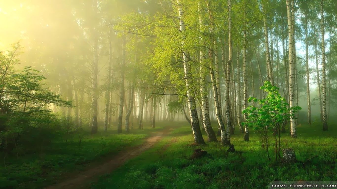 Spring Forest HD Wallpaper