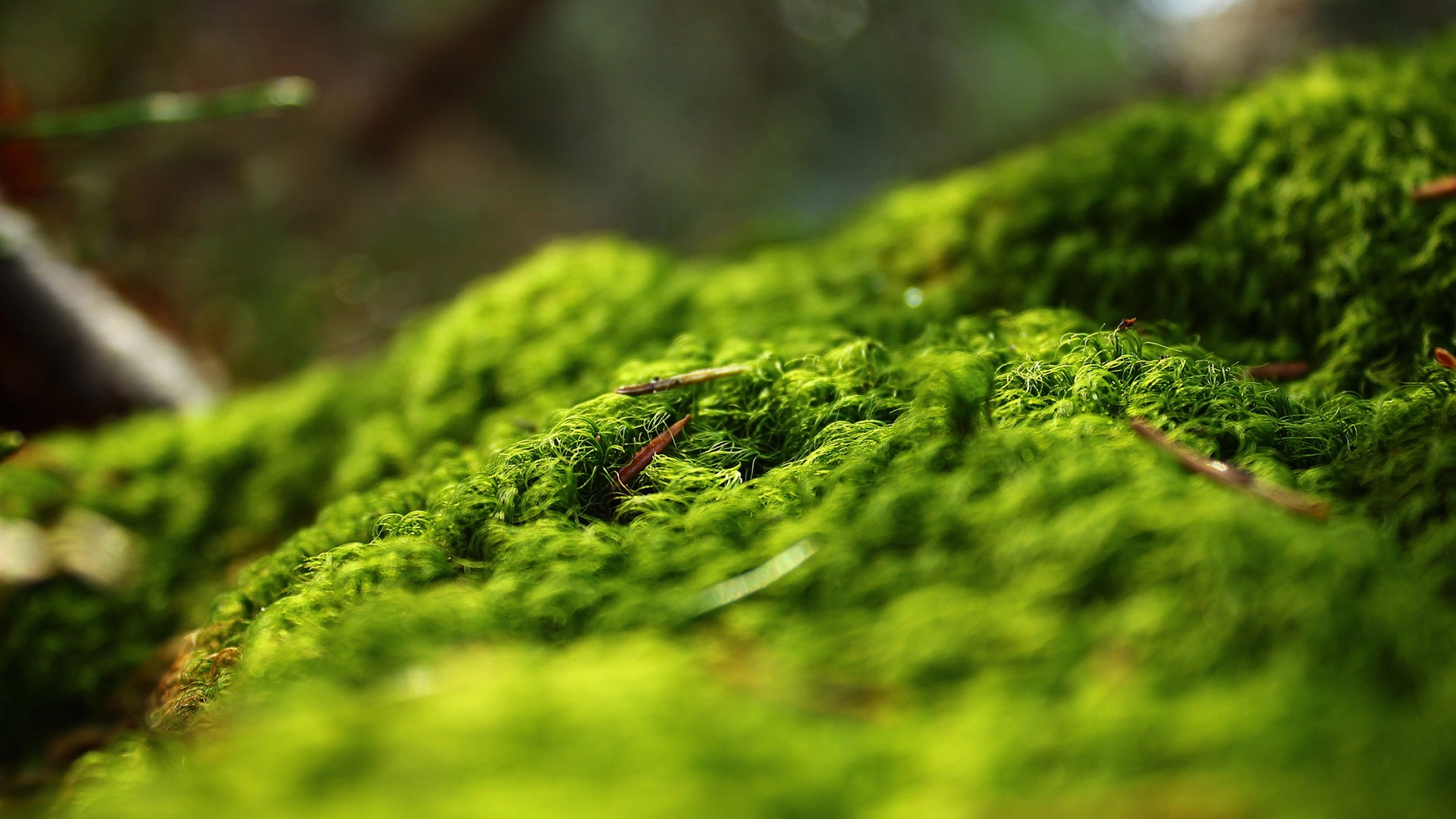 Forest Springtime Landscape HD Photo Wallpaper