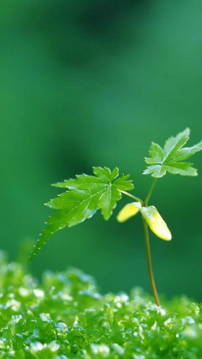 Early Spring IPhone 6 Wallpaper HD With High Resolution 1080x1920 Pixel. Download All Mobi. IPhone 6 Wallpaper, Cool Wallpaper For Phones, Phone Wallpaper Image