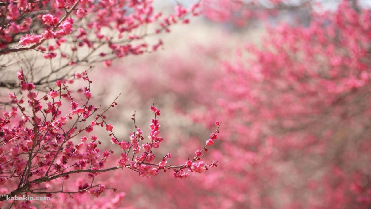 Perhaps the best 49 Spring Wallpaper 1280 X 720