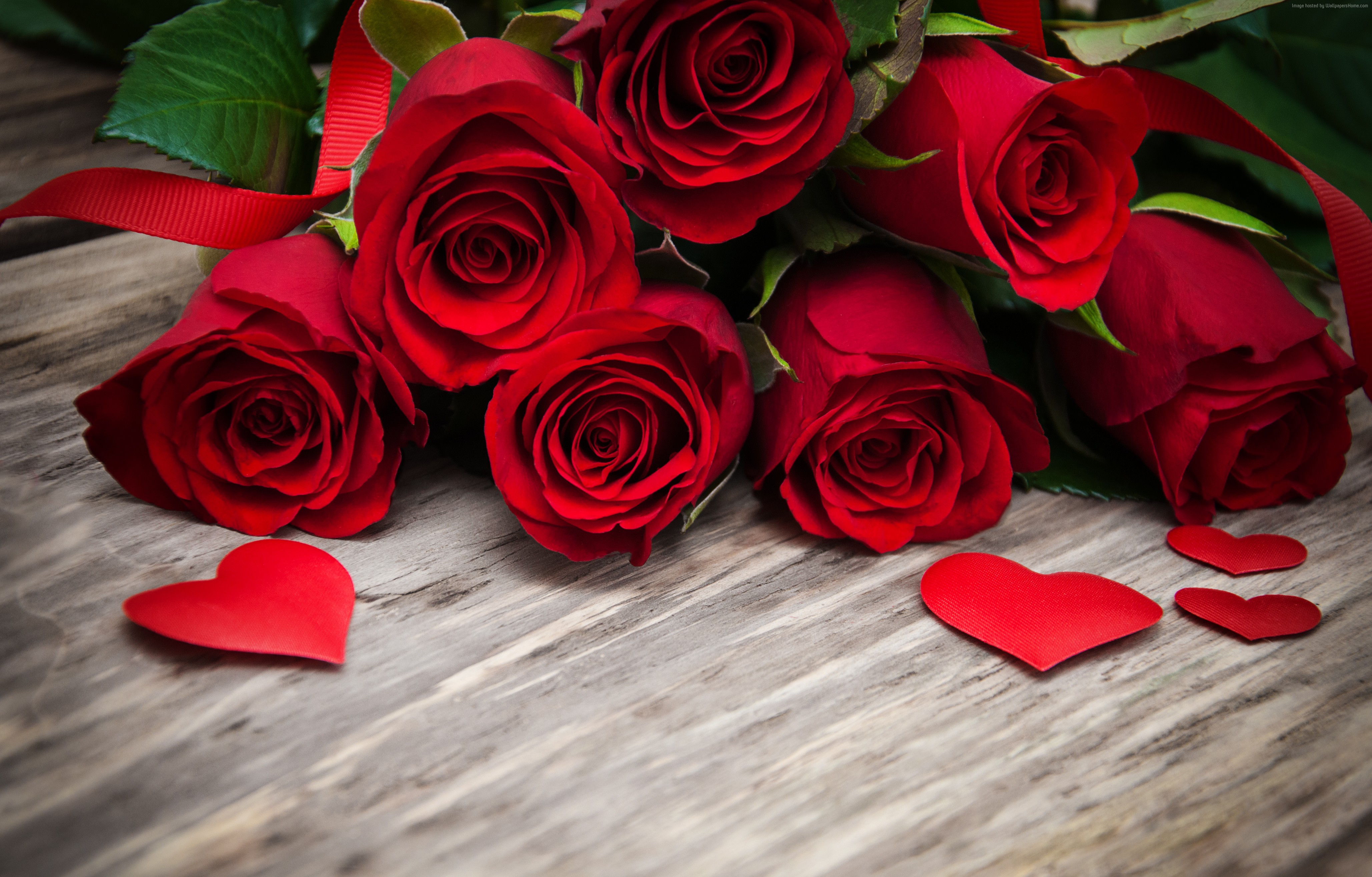 Valentines Day, roses, flowers, February 14, 4k Gallery HD Wallpaper