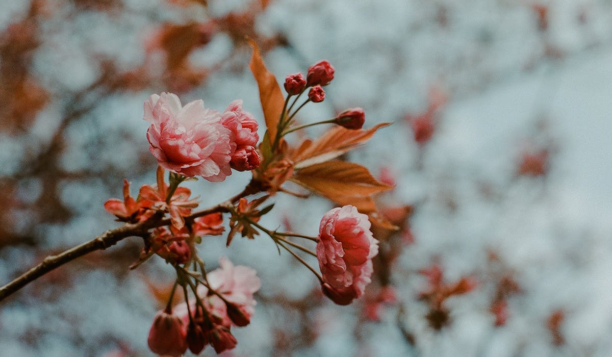 Spring Wallpaper Curated by