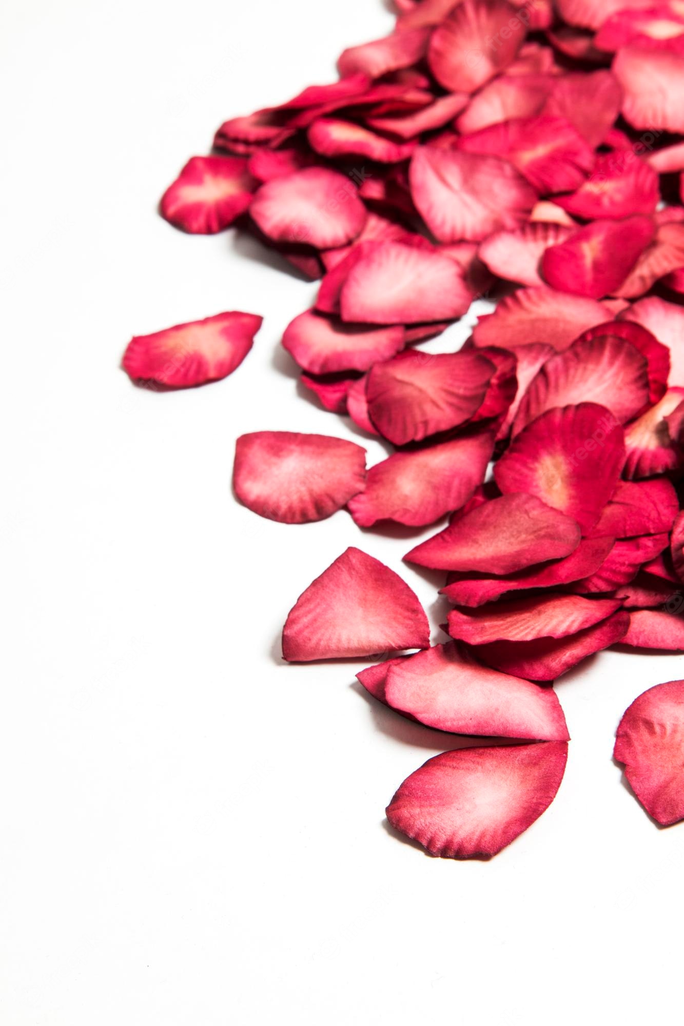 Premium Photo. Red rose petals on a plain white background romantic valentines