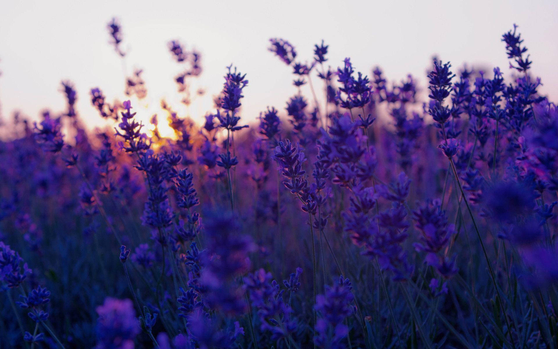 Lavender Wallpaper