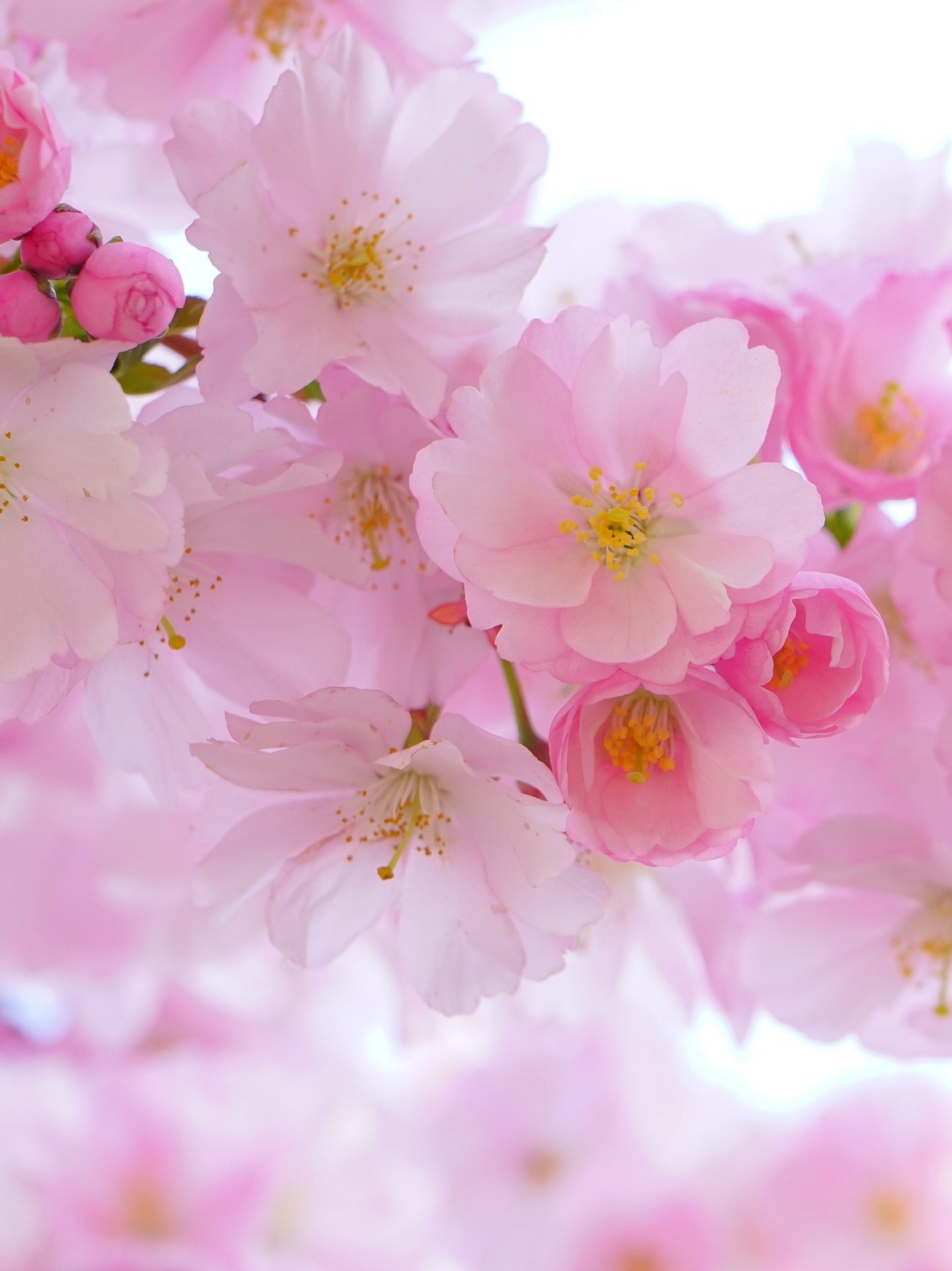 Cherry Blossom Wallpaper