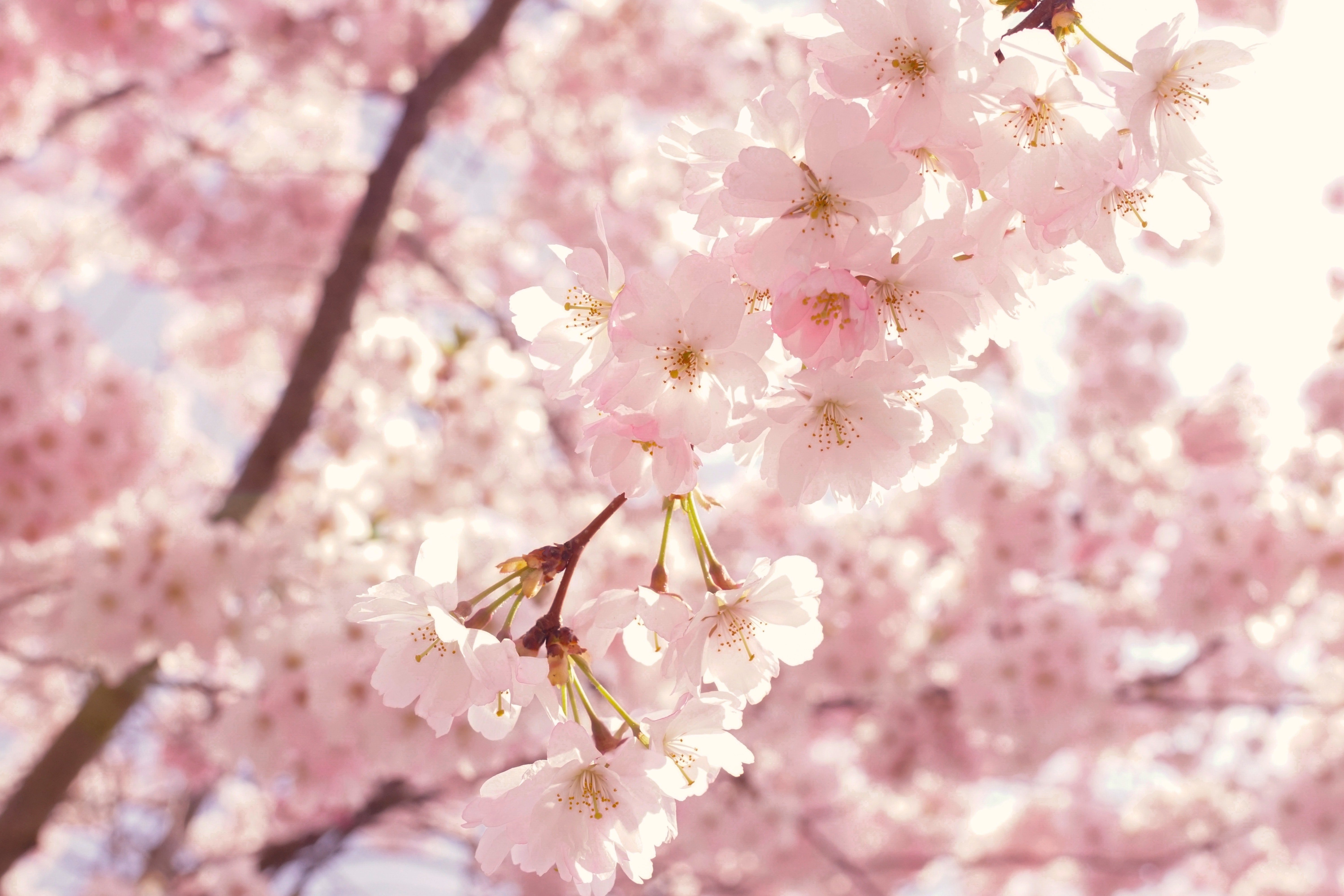Cherry Blossom Wallpaper Photo, Download The BEST Free Cherry Blossom Wallpaper & HD Image