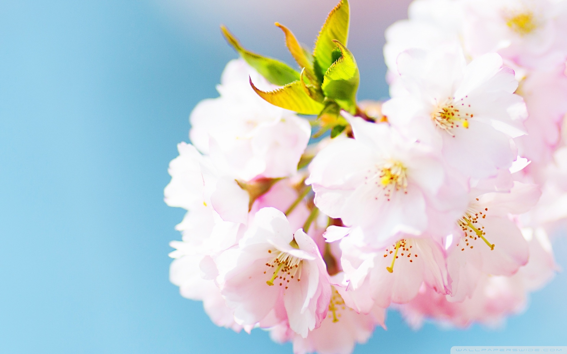 Cute Cherry Blossom Ultra HD Desktop Background Wallpaper for 4K UHD TV, Widescreen & UltraWide Desktop & Laptop, Multi Display, Dual Monitor, Tablet