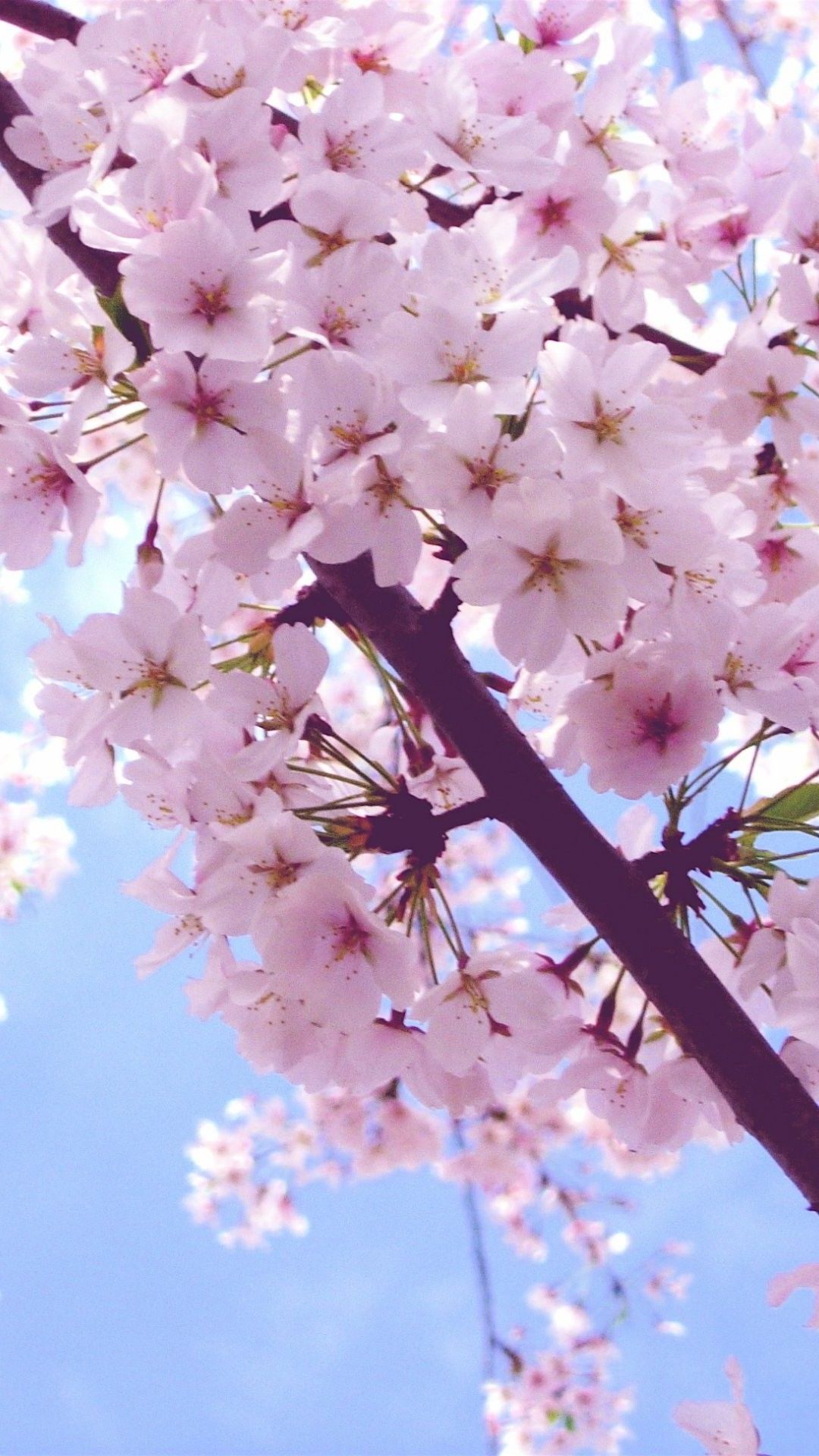 Cherry Blossom Wallpaper
