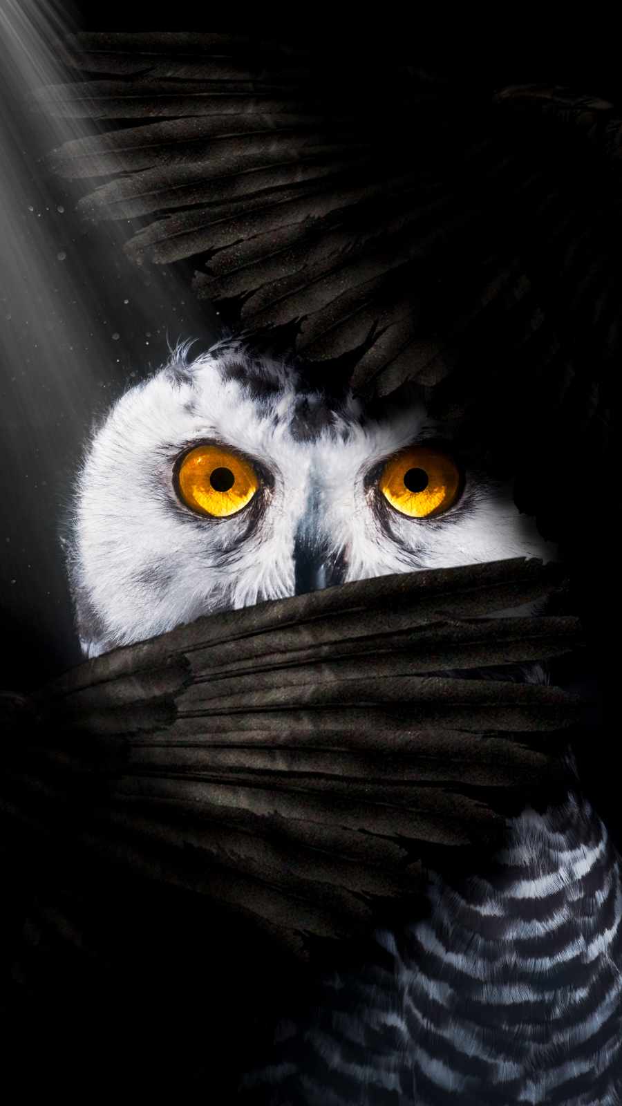 Owl Eye Wallpapers - Wallpaper Cave