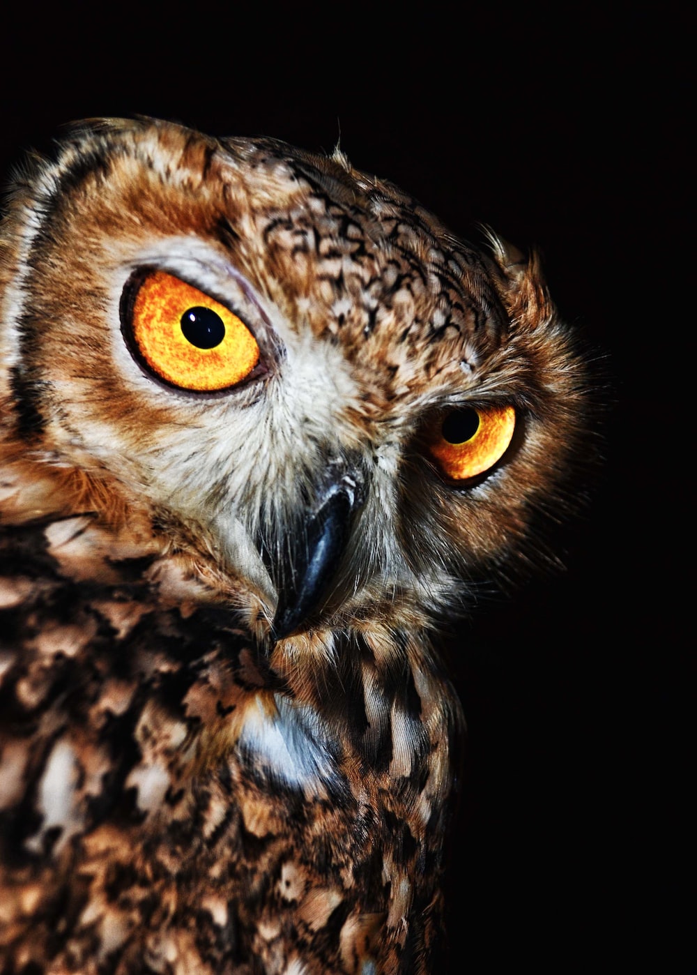 Owl Eyes Picture. Download Free Image