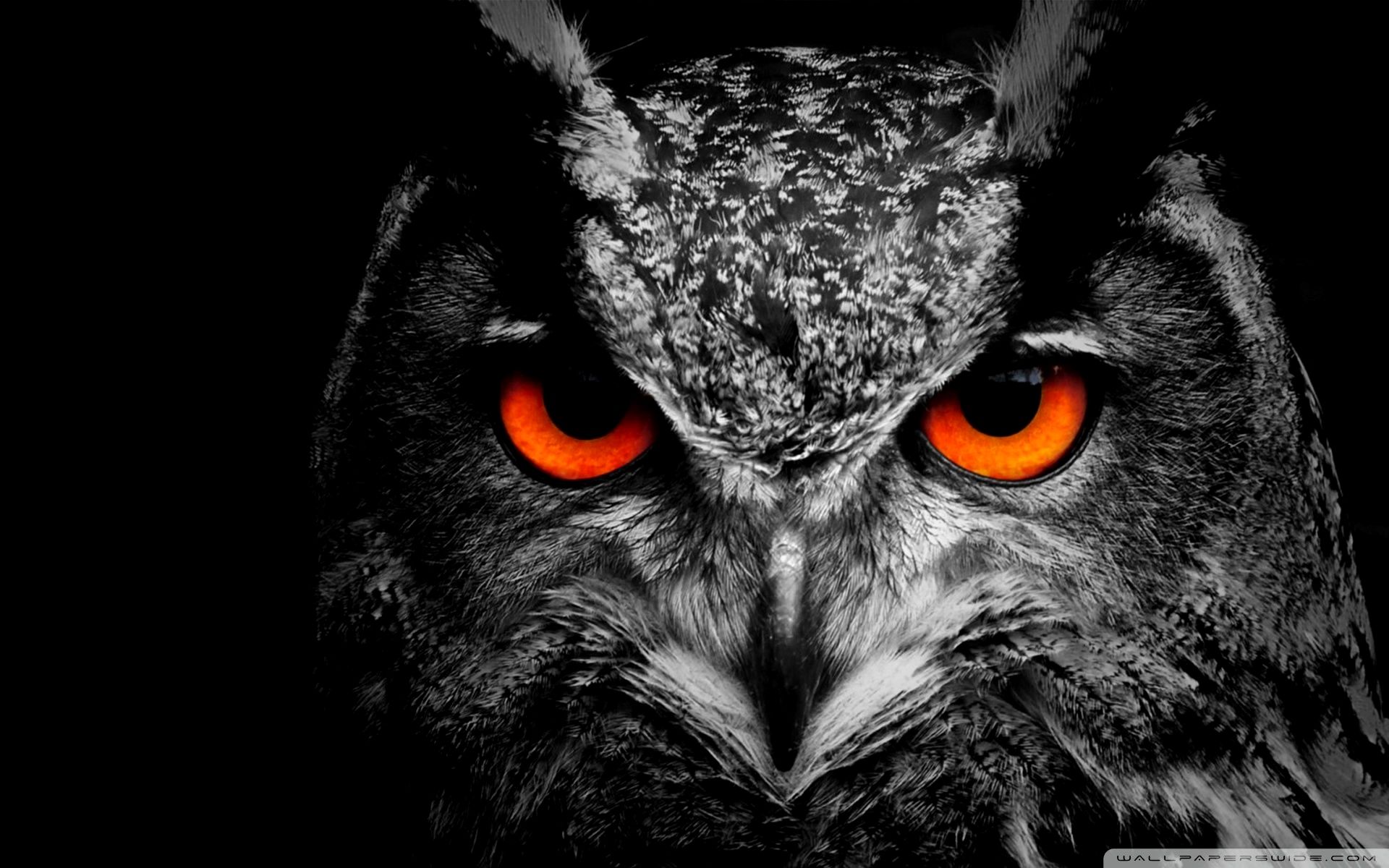 Owl Wallpaper 4K iPhone Trick. Owl wallpaper, Owl eye tattoo, Owl eyes