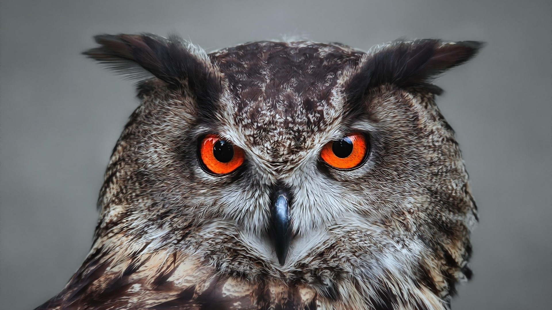 HD Owl Eyes Gallery HD Wallpaper