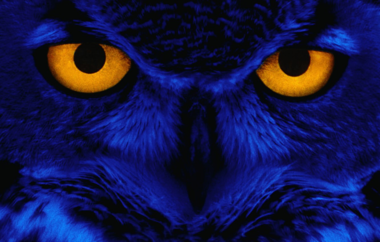Wallpaper eyes, look, blue, owl, bird, Yellow, Eyes, Owl image for desktop, section животные