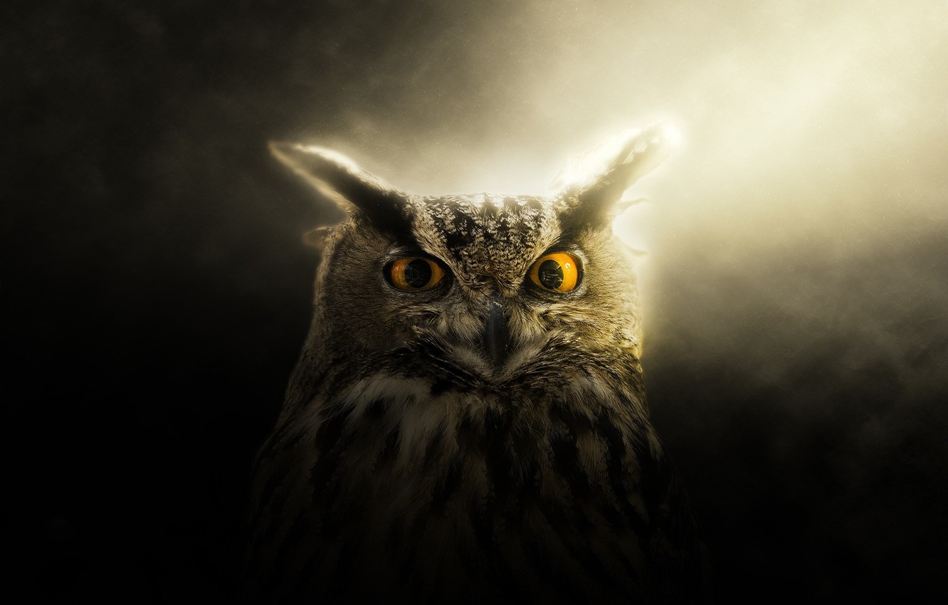 Wallpaper eyes, look, light, owl image for desktop, section животные