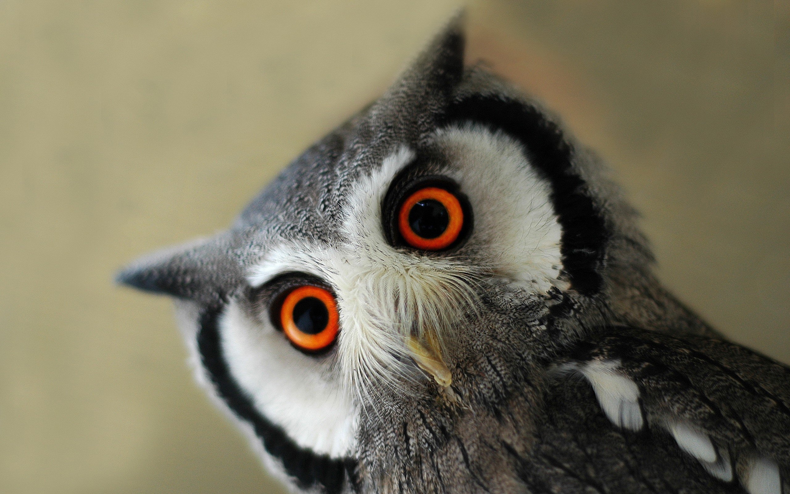 Cute Owl Background for Desktop