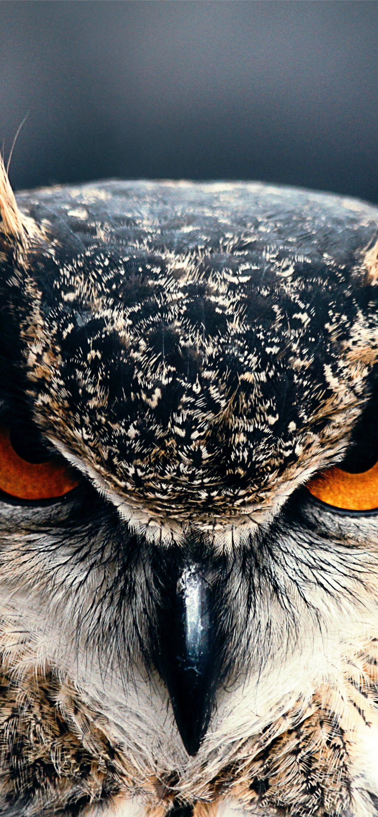 Owl 4k HD Eyes wild nature gray OS iPhone Wallpaper Free Download