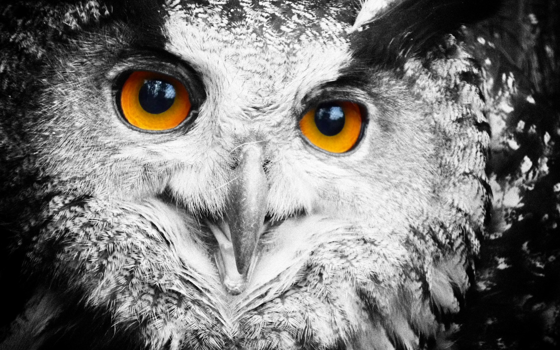 owl, Face, Eyes Wallpaper HD / Desktop and Mobile Background