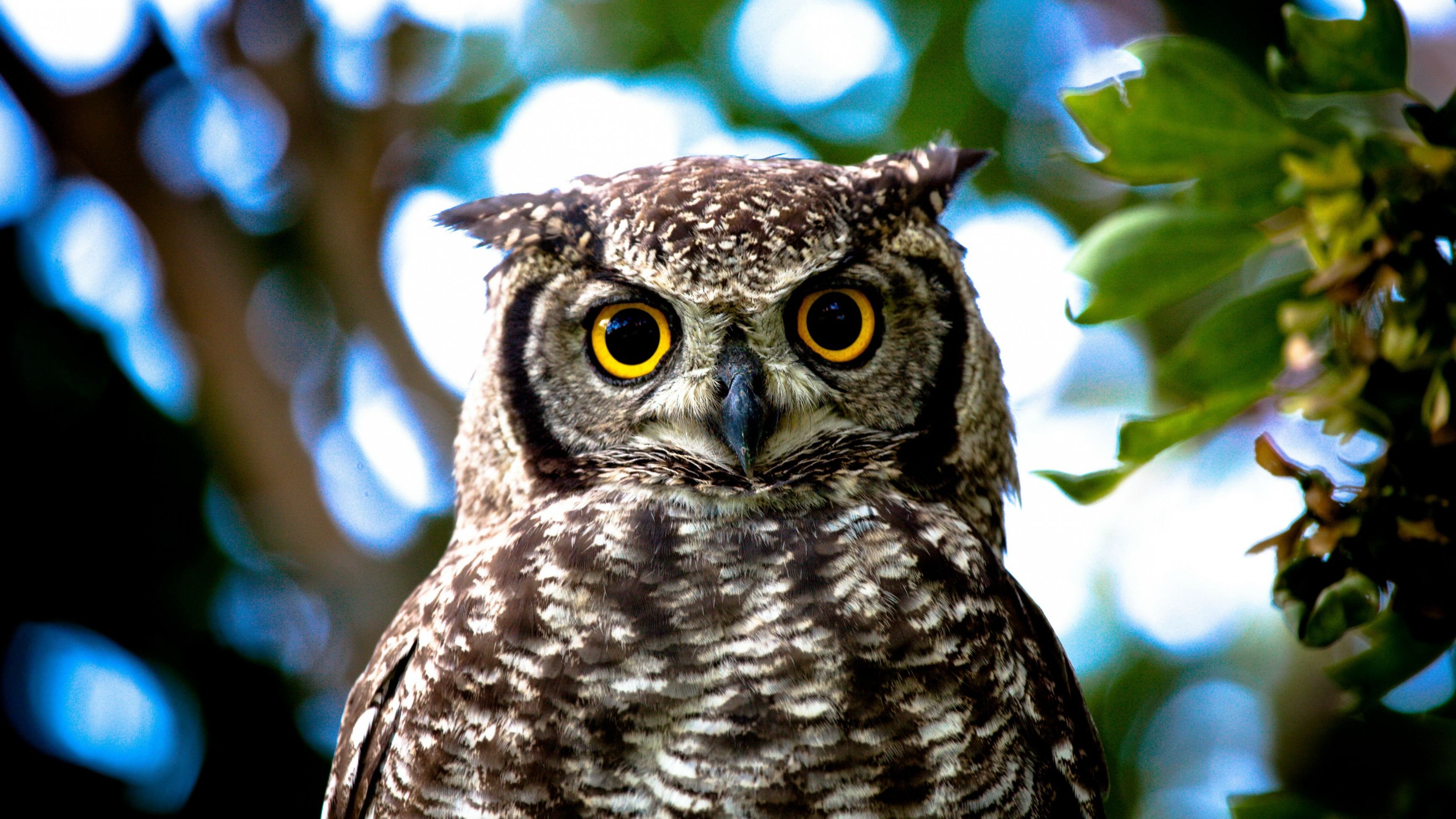 Owl With Yellow Eyes HD wallpaper