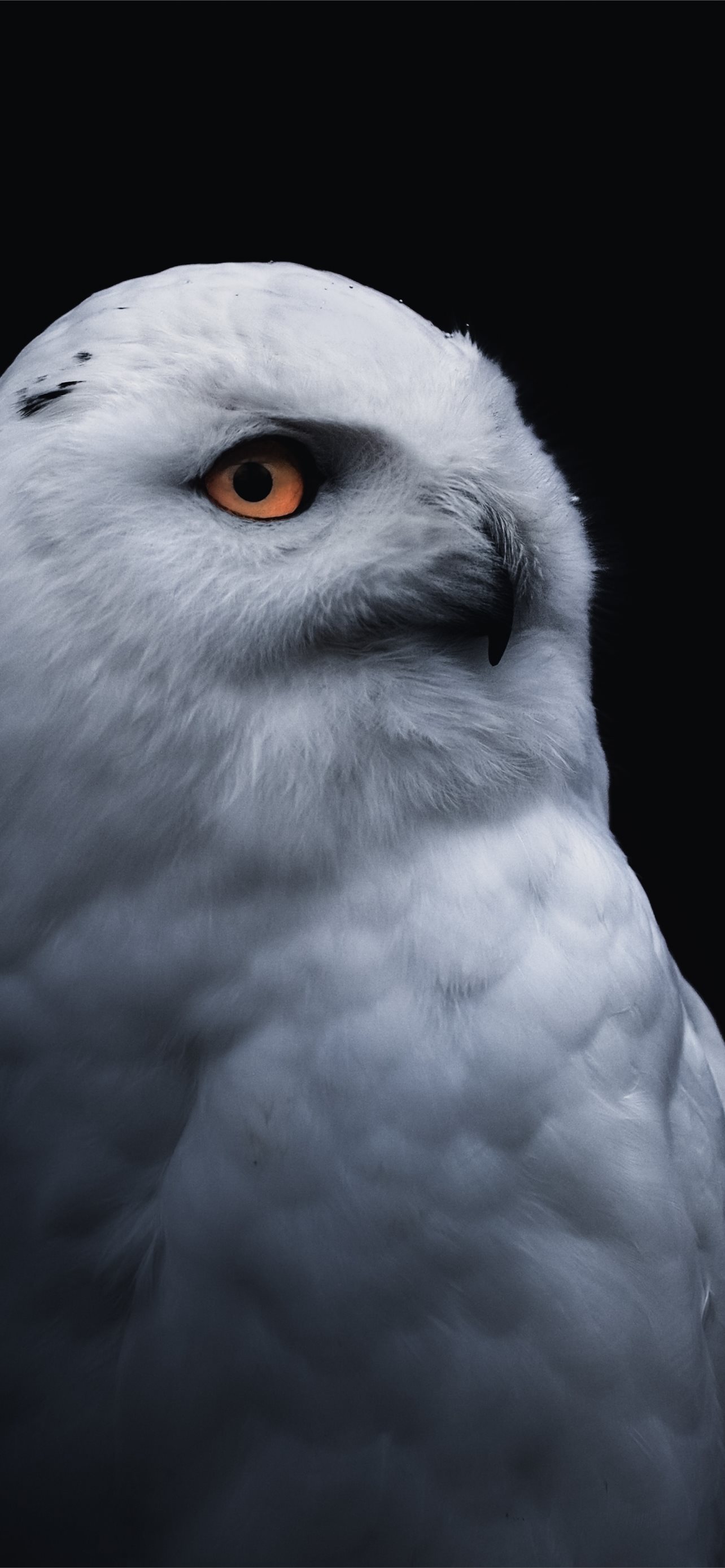 yellow eye bird white owl lg v30 lg g6 HD image ba. iPhone Wallpaper Free Download