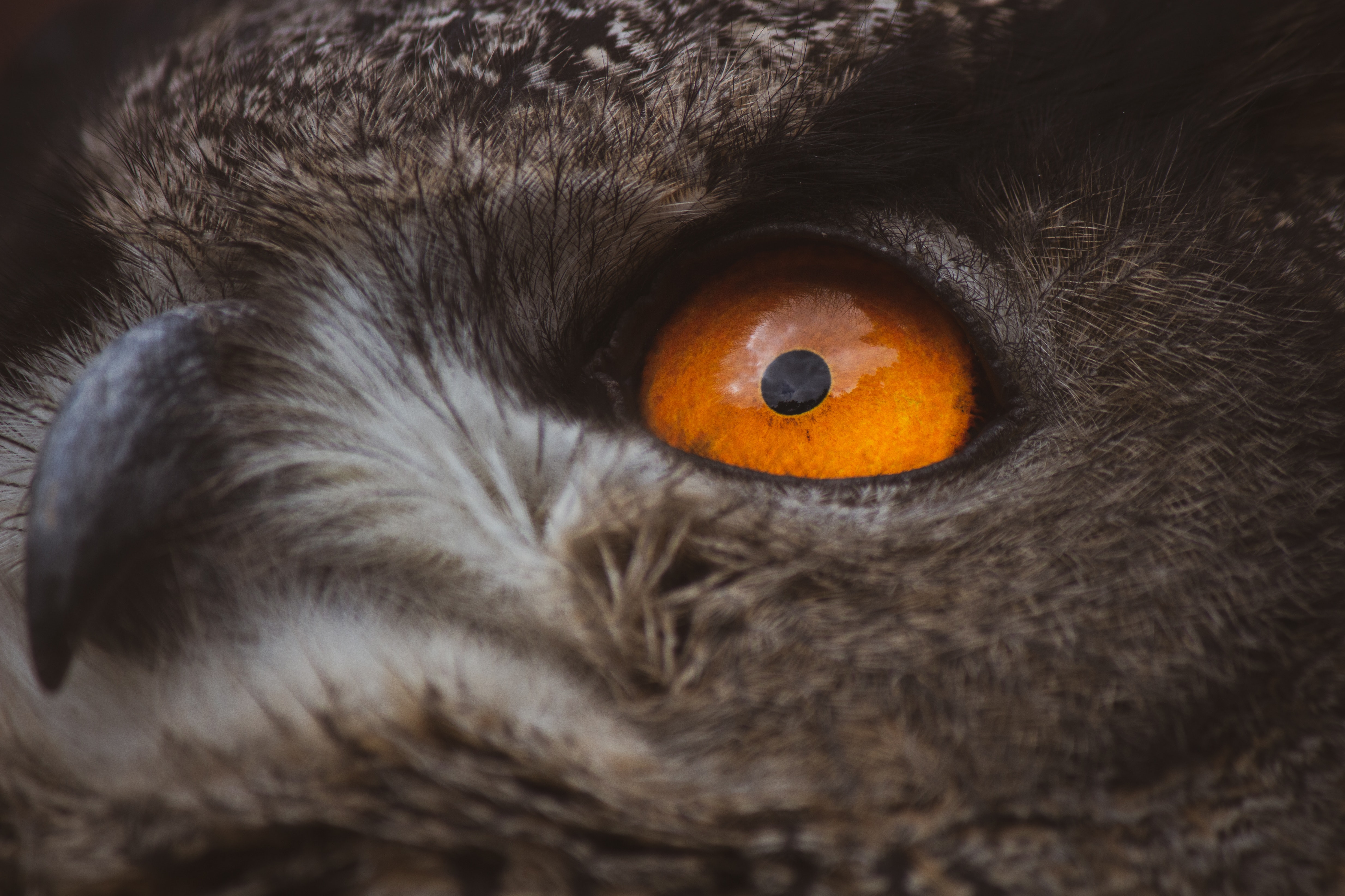 Owl Eye Photo, Download The BEST Free Owl Eye & HD Image