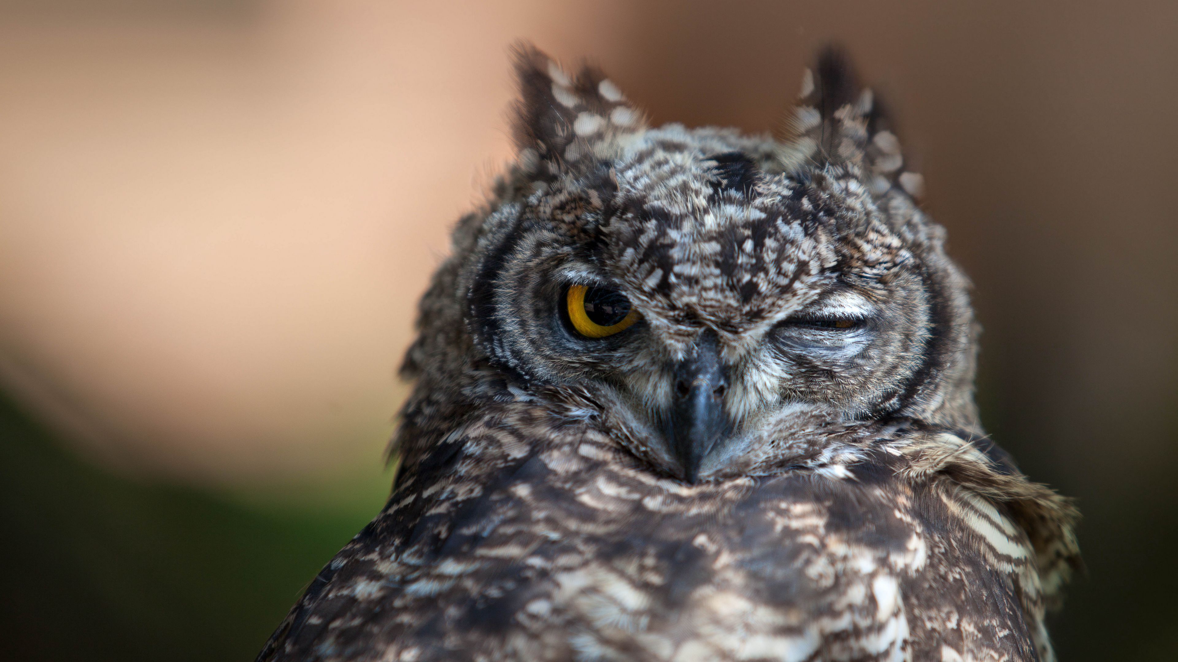 Wallpaper / owl, eyes, bird, predator, 4k free download