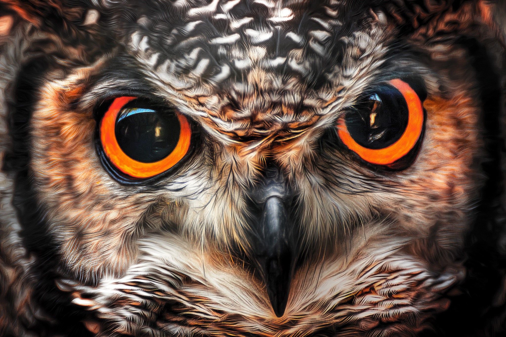 Closeup, Eyes, Owls, Beak Gallery HD Wallpaper