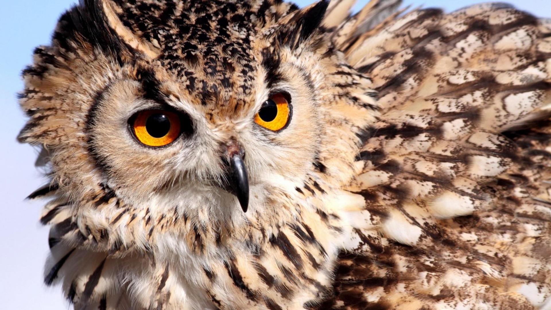 Download Wallpaper 1920x1080 owl, eyes, feathers, color Full HD 1080p HD Background